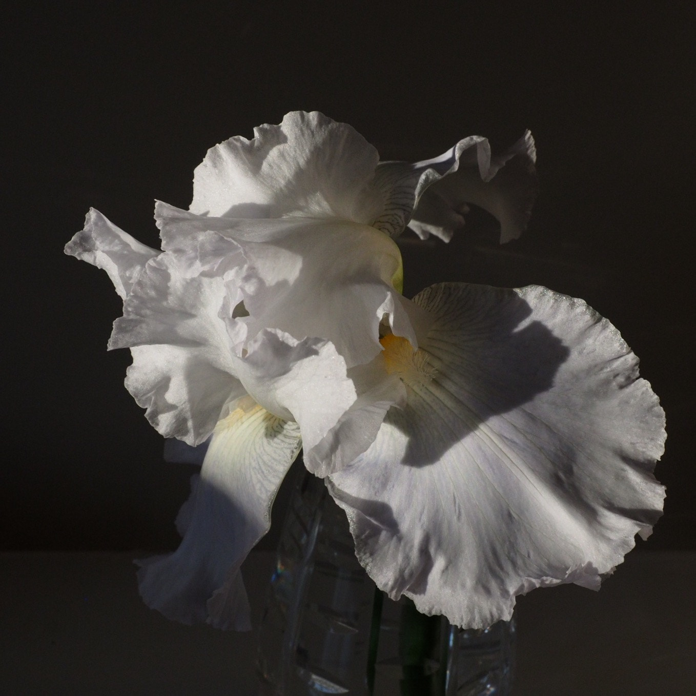 Olympus OM-D E-M5 II + Olympus M.Zuiko Digital ED 12-40mm F2.8 Pro sample photo. A fall blooming iris. photography