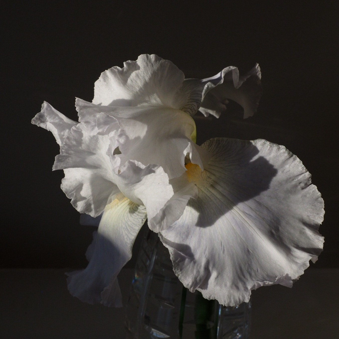 Olympus M.Zuiko Digital ED 12-40mm F2.8 Pro sample photo. A fall blooming iris. photography