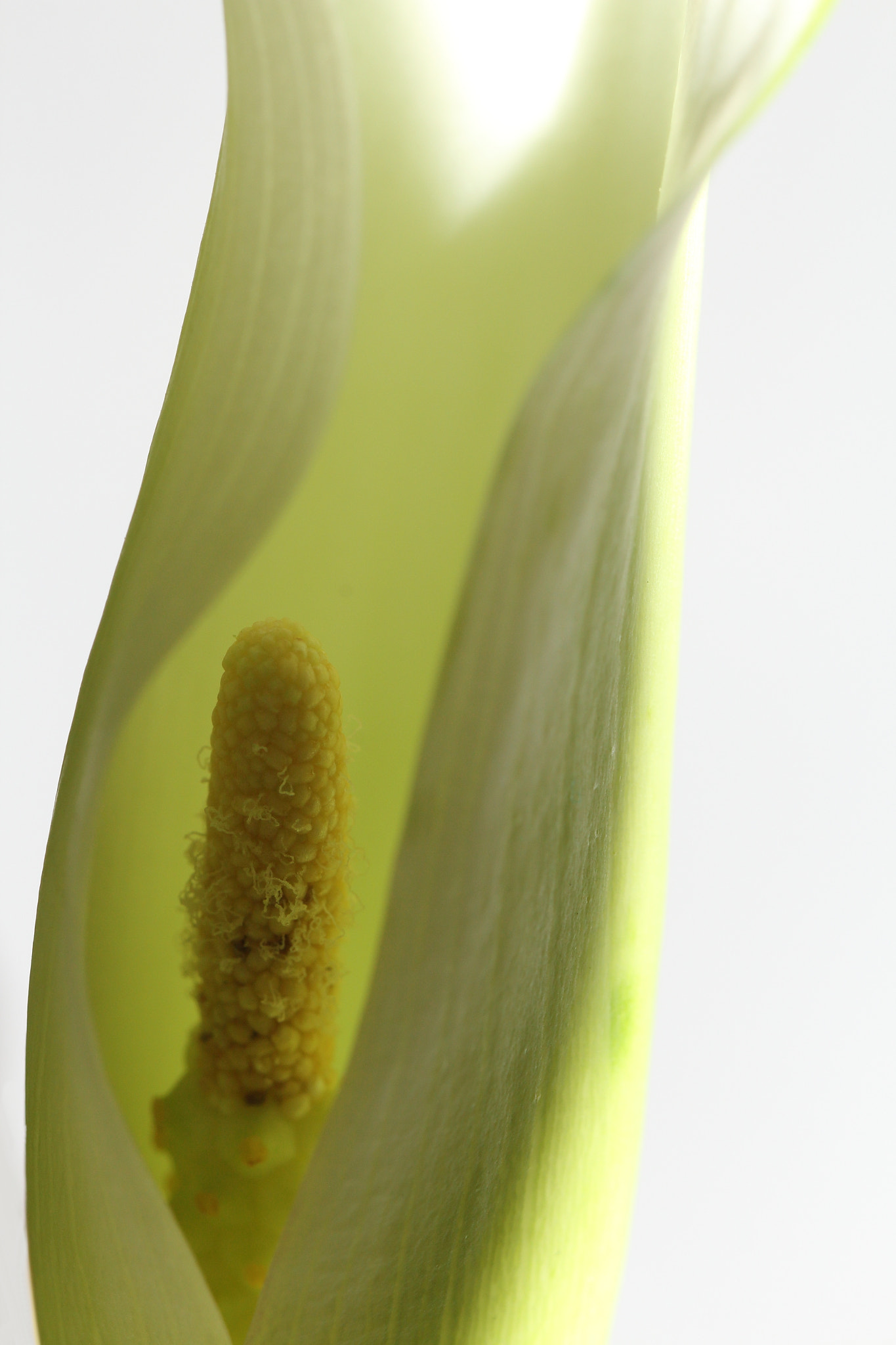 Canon EF 100mm F2.8L Macro IS USM sample photo. Calla photography