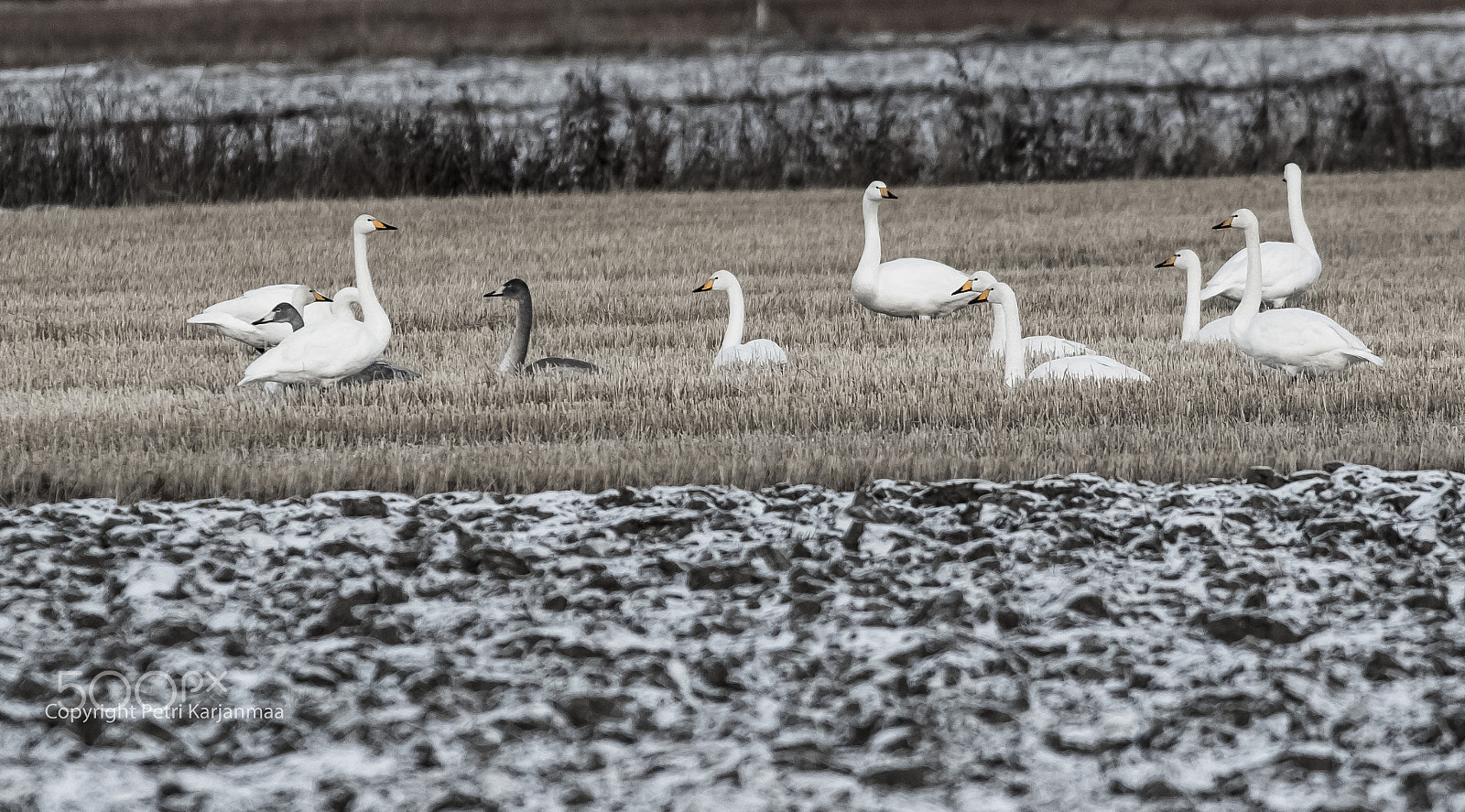 Canon EF 300mm f/2.8L + 1.4x sample photo. Winter is coming photography