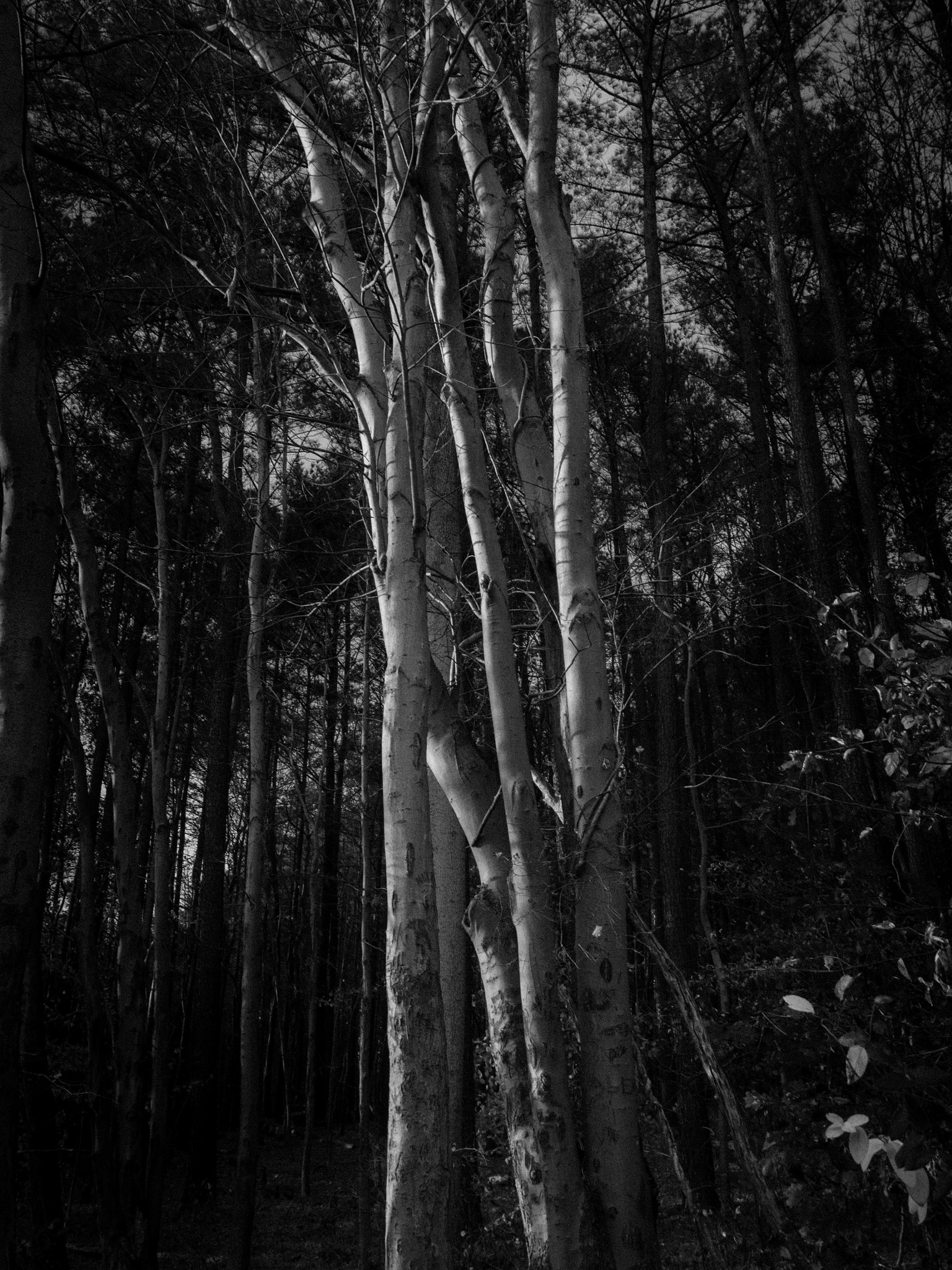 Olympus PEN E-PL6 + Olympus M.Zuiko Digital 14-42mm F3.5-5.6 II R sample photo. Shots from a hike photography