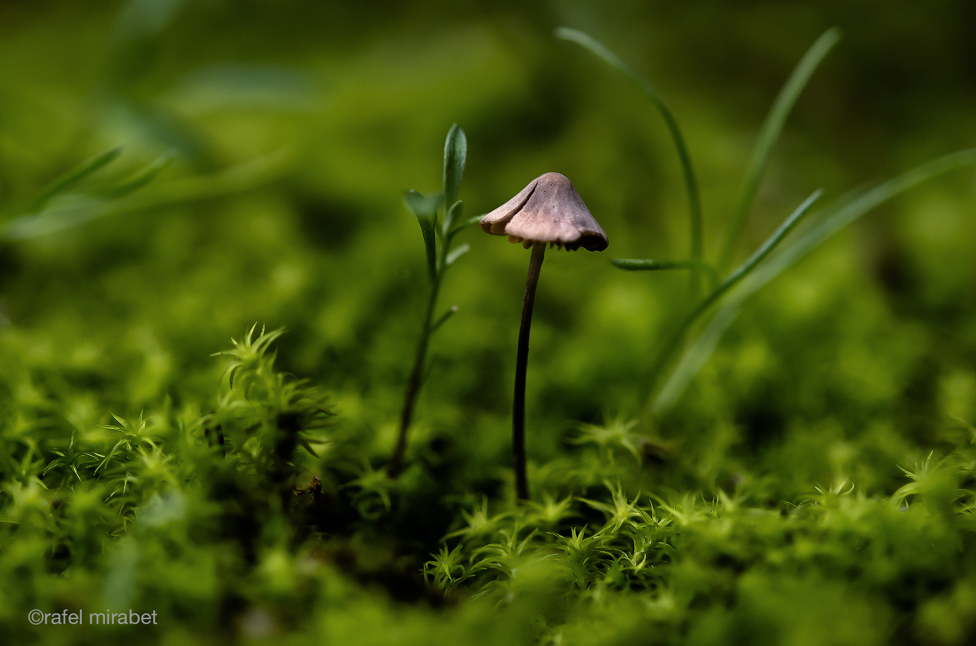 Nikon AF-S Micro-Nikkor 60mm F2.8G ED sample photo. First mushrooms photography