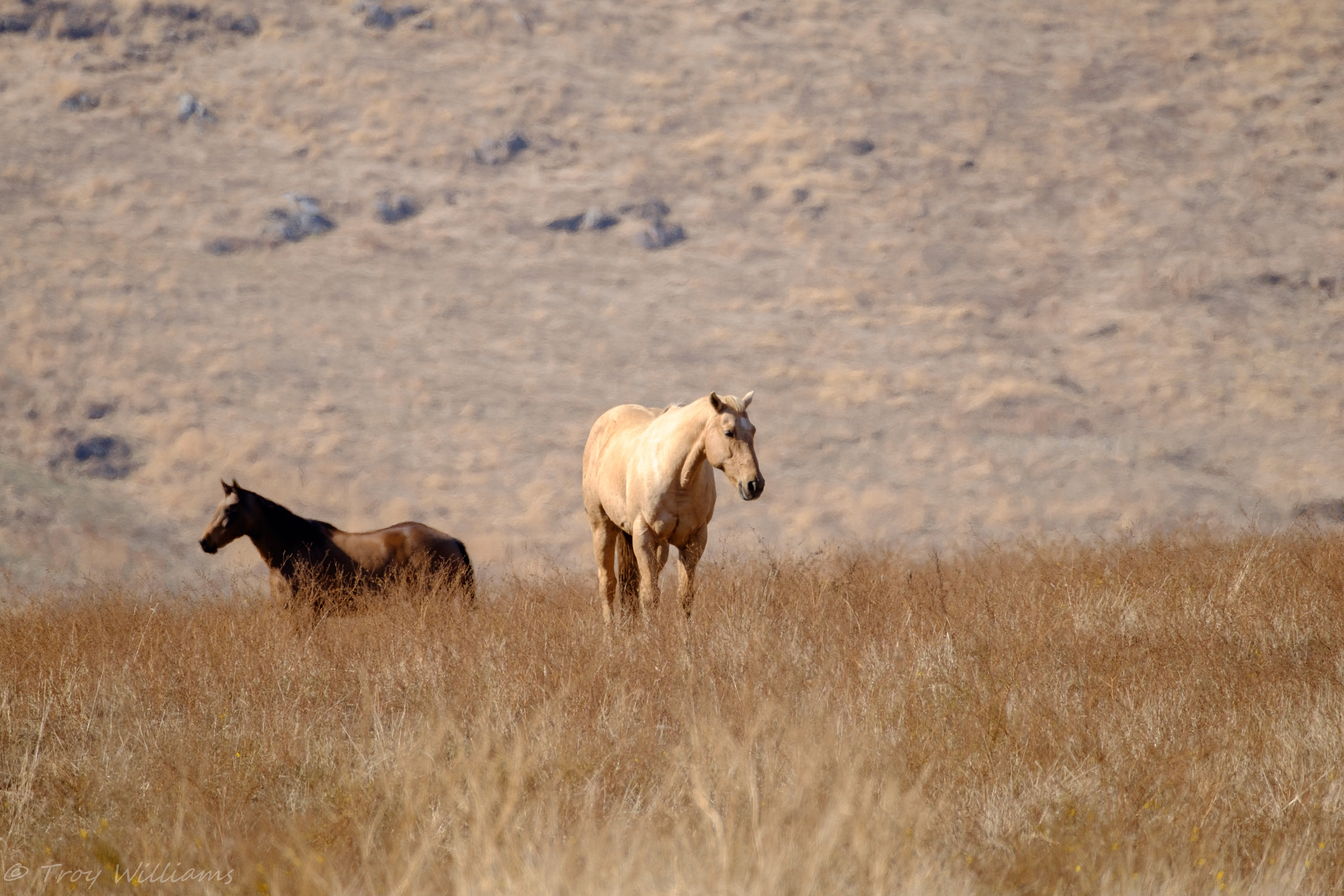 Fujifilm XF 100-400mm F4.5-5.6 R LM OIS WR sample photo. Yokohl valley photography