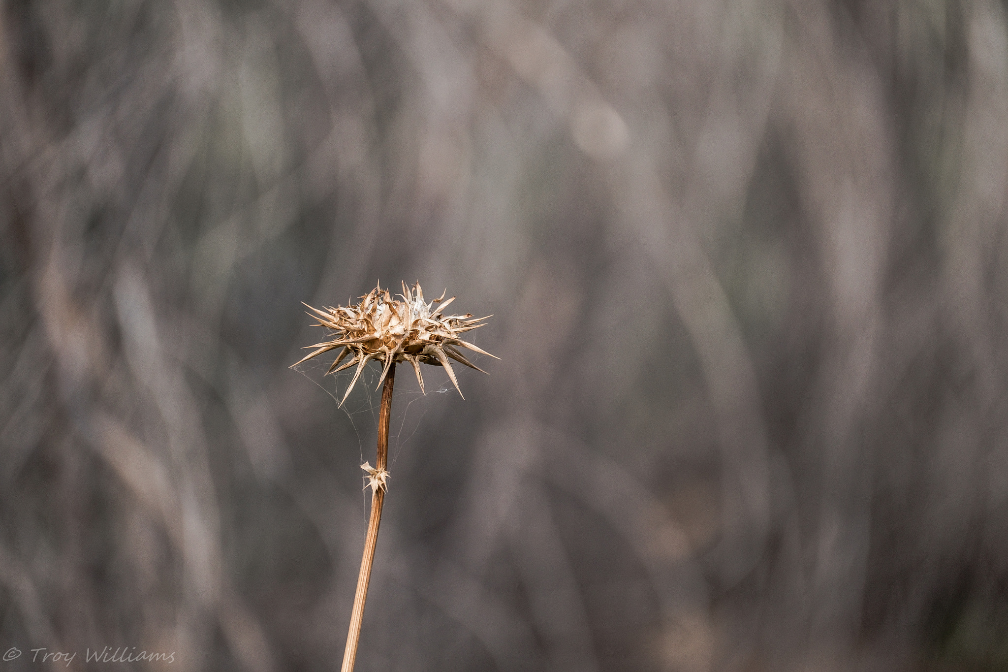 Fujifilm XF 100-400mm F4.5-5.6 R LM OIS WR sample photo. Yokohl valley photography