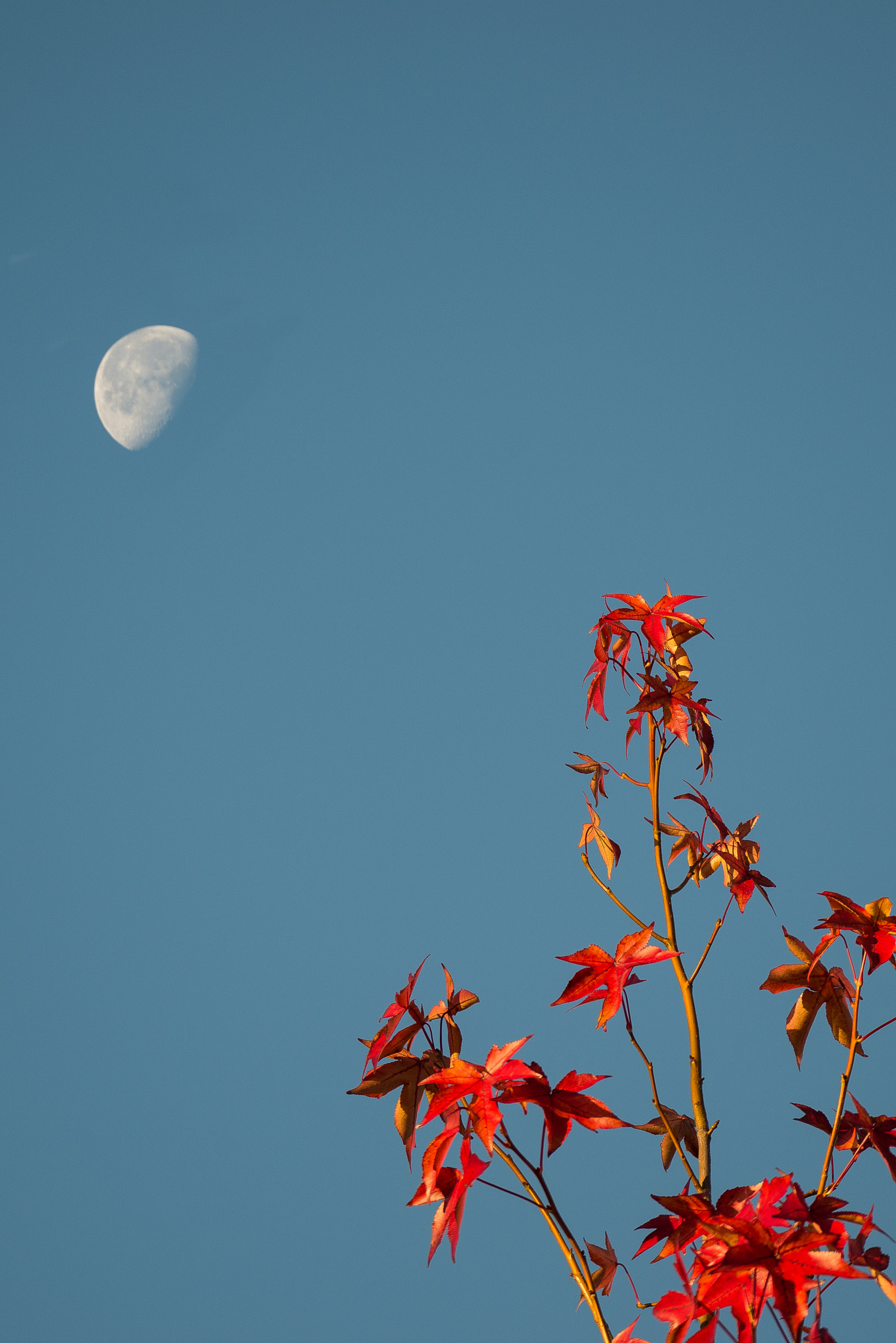 Nikon D600 sample photo. Fall color photography