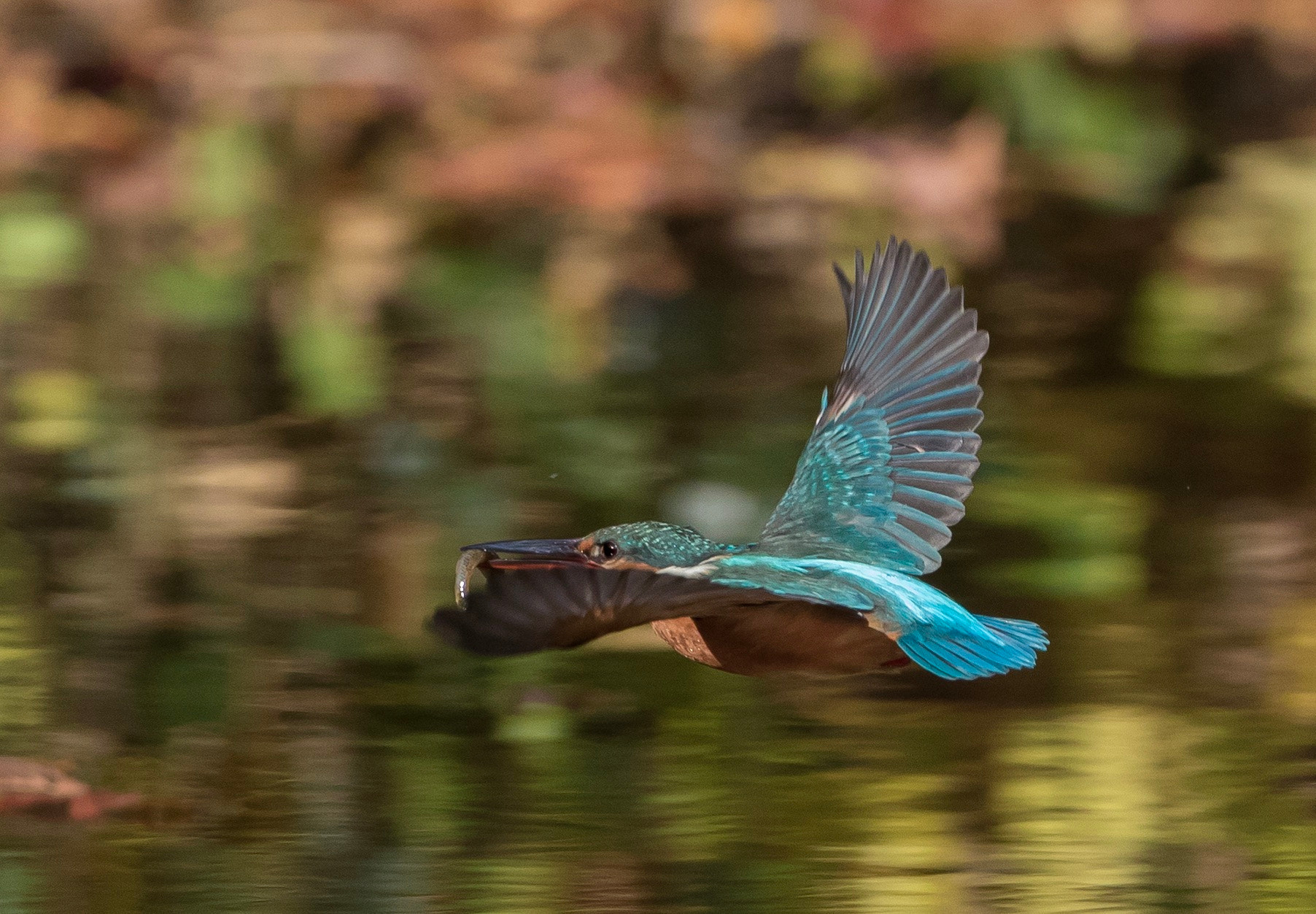 Canon EF 500mm F4L IS USM sample photo. Kingfisher photography