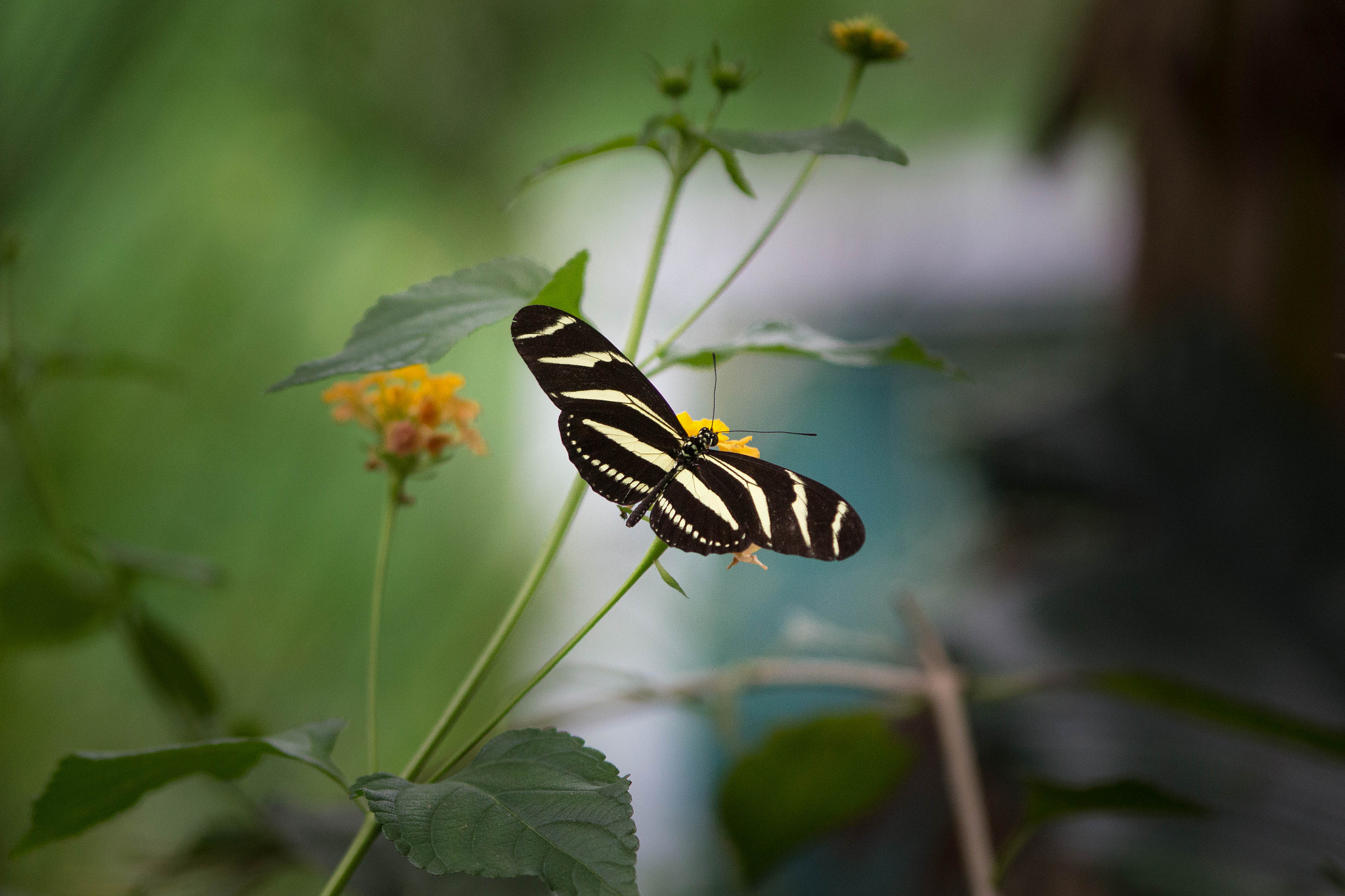 Sigma 70-300mm F4-5.6 APO DG Macro sample photo. To fly photography