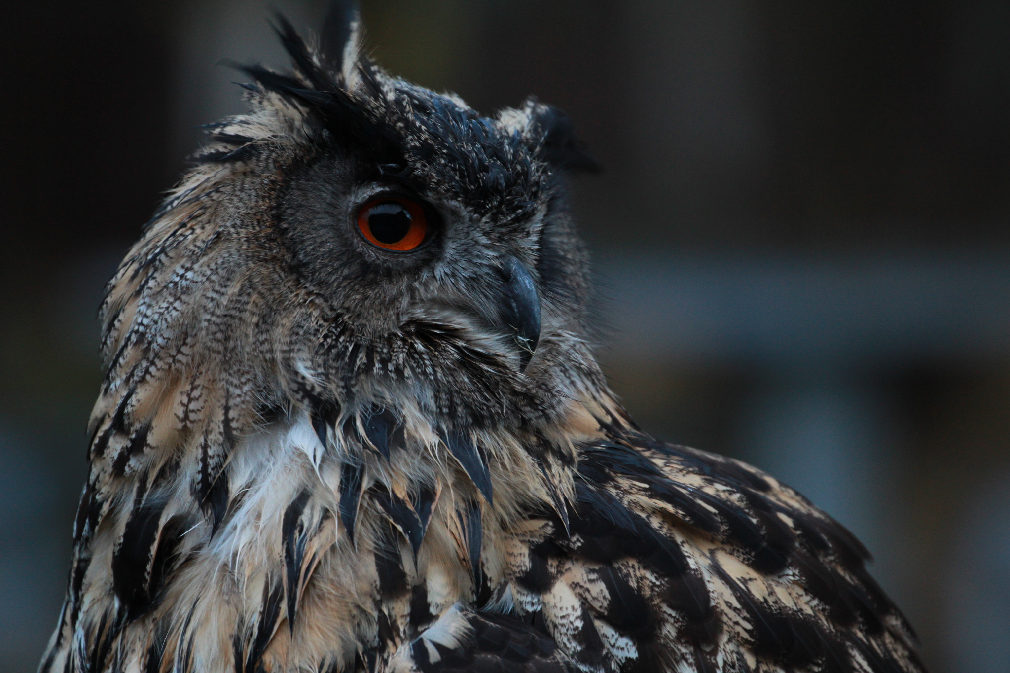Canon EF 70-300mm F4-5.6L IS USM sample photo