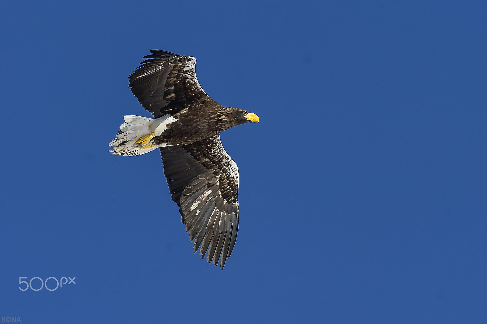 Nikon AF-S Nikkor 400mm F2.8G ED VR II sample photo. 31006035791.  oowasi photography