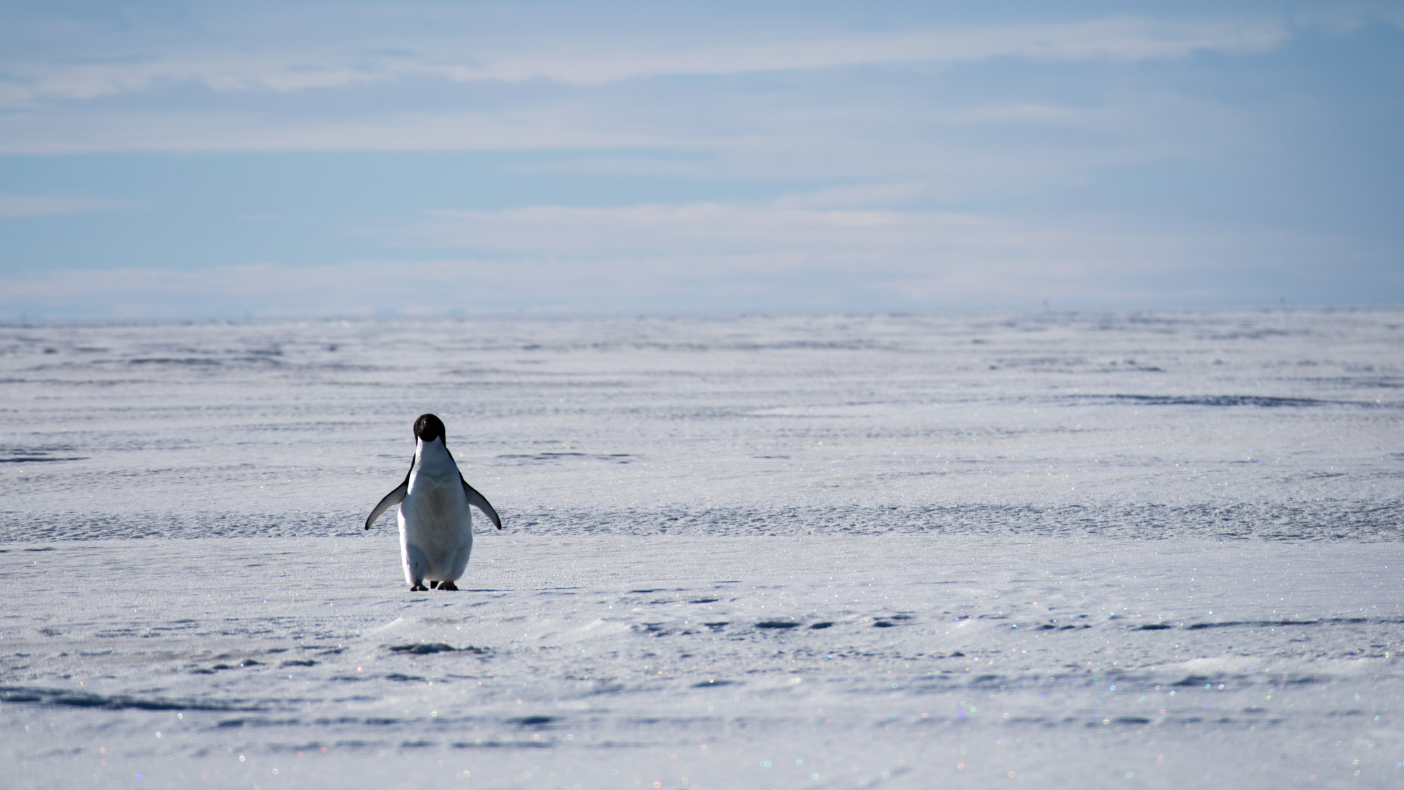 Canon EOS M3 sample photo. Penguin waddling. photography