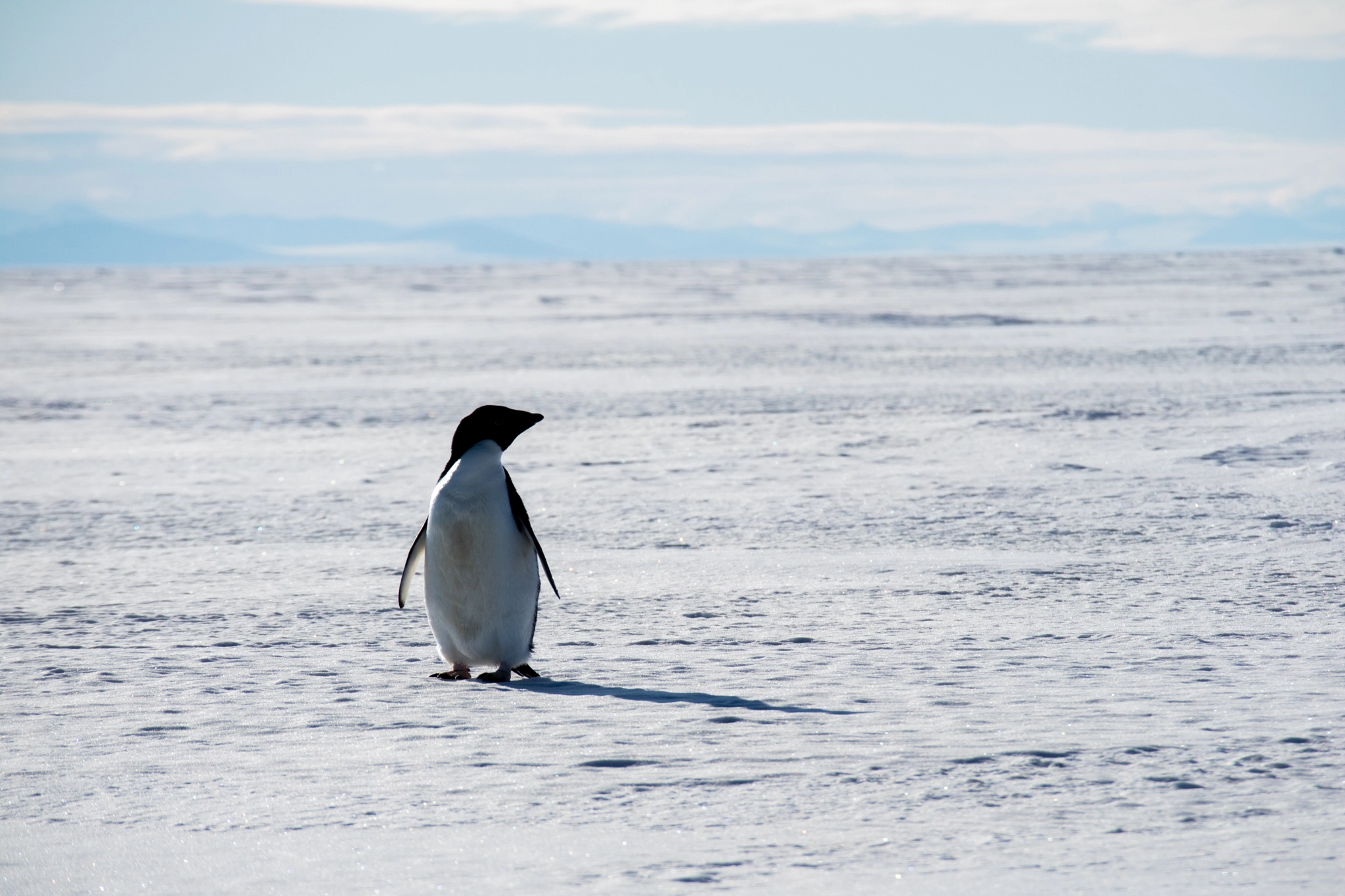 Canon EOS M3 sample photo. Penguin looking south. photography