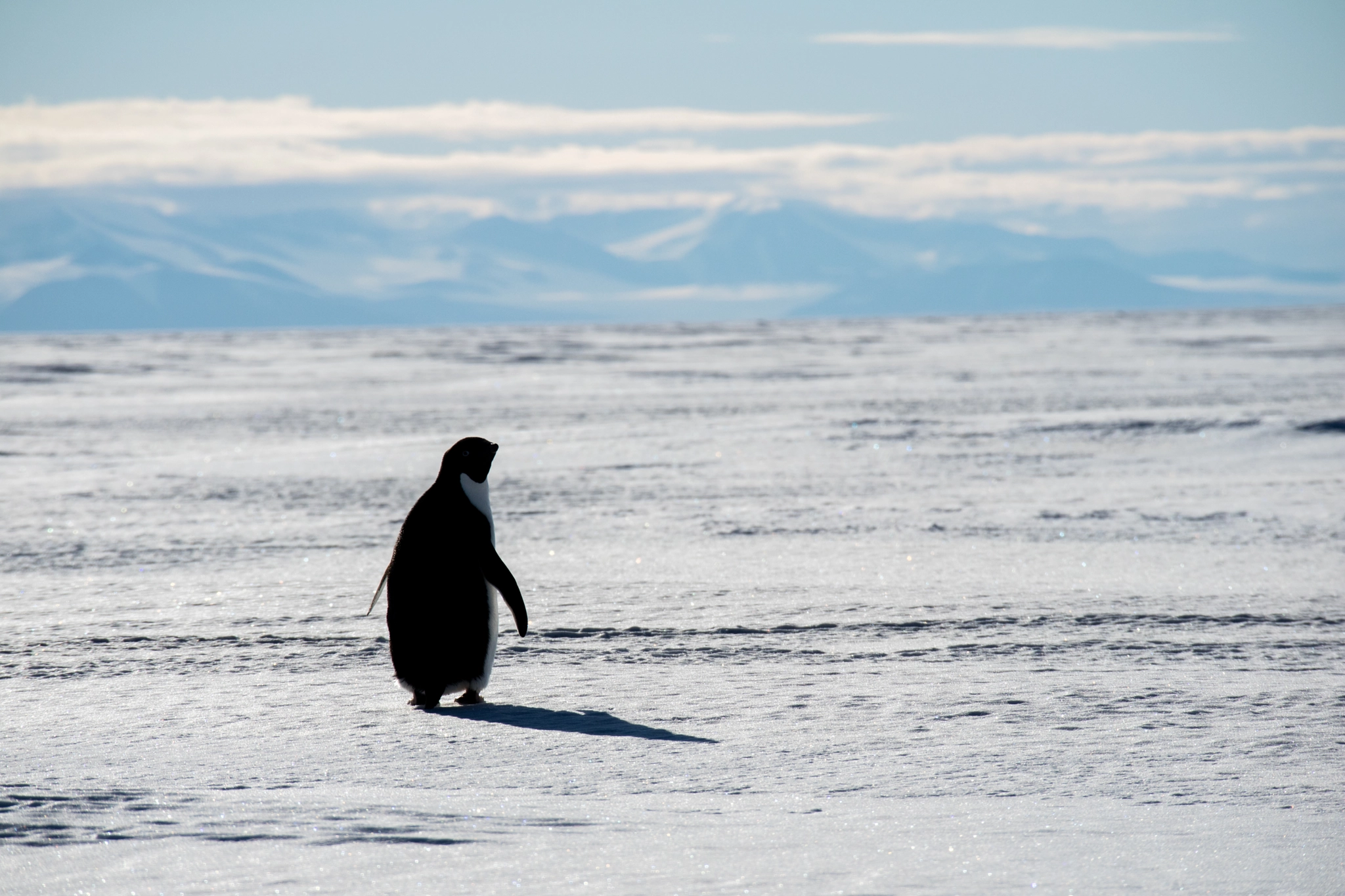 Canon EOS M3 sample photo. Penguin walking away. photography