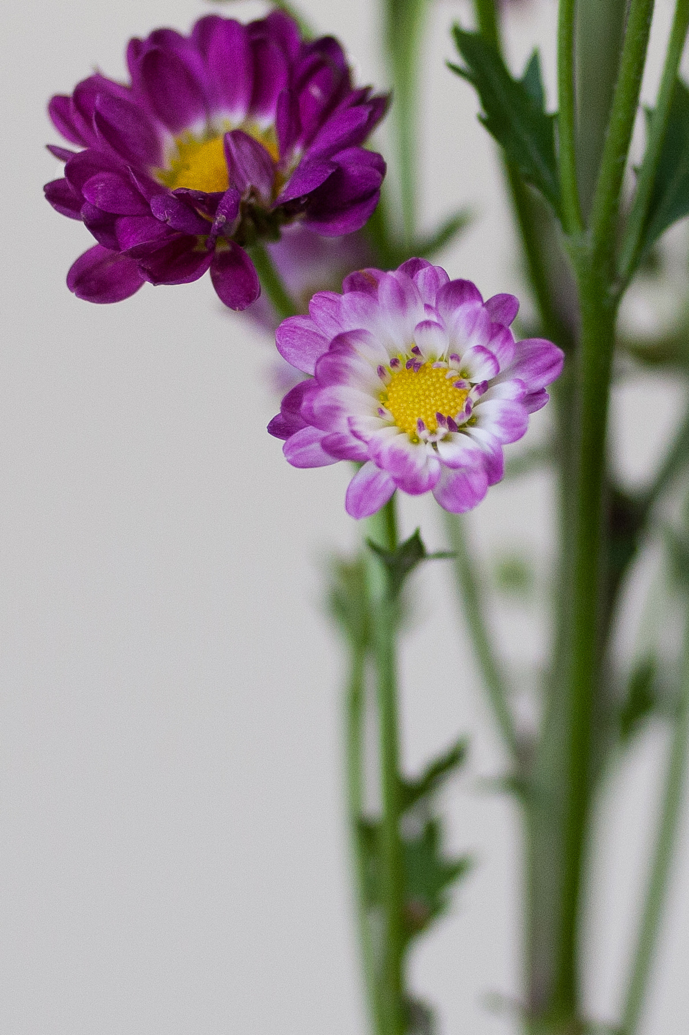 Canon EOS-1D Mark III sample photo. Daisy photography