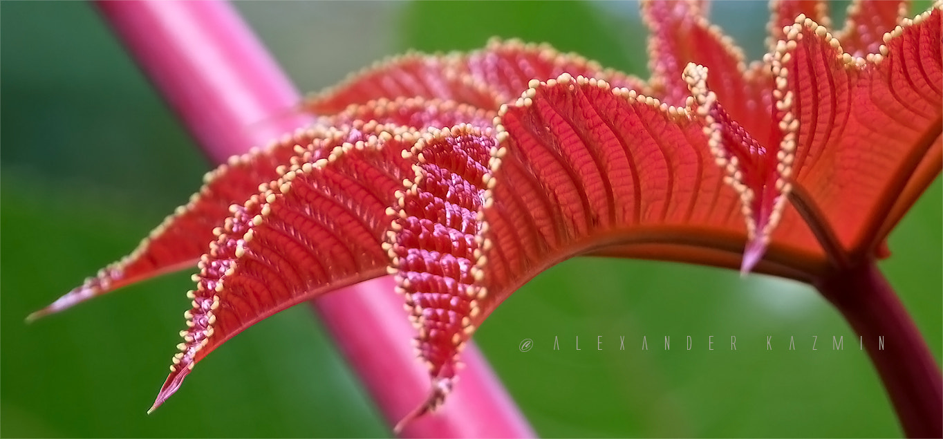 Olympus OM-D E-M10 sample photo. Red leaves11 photography