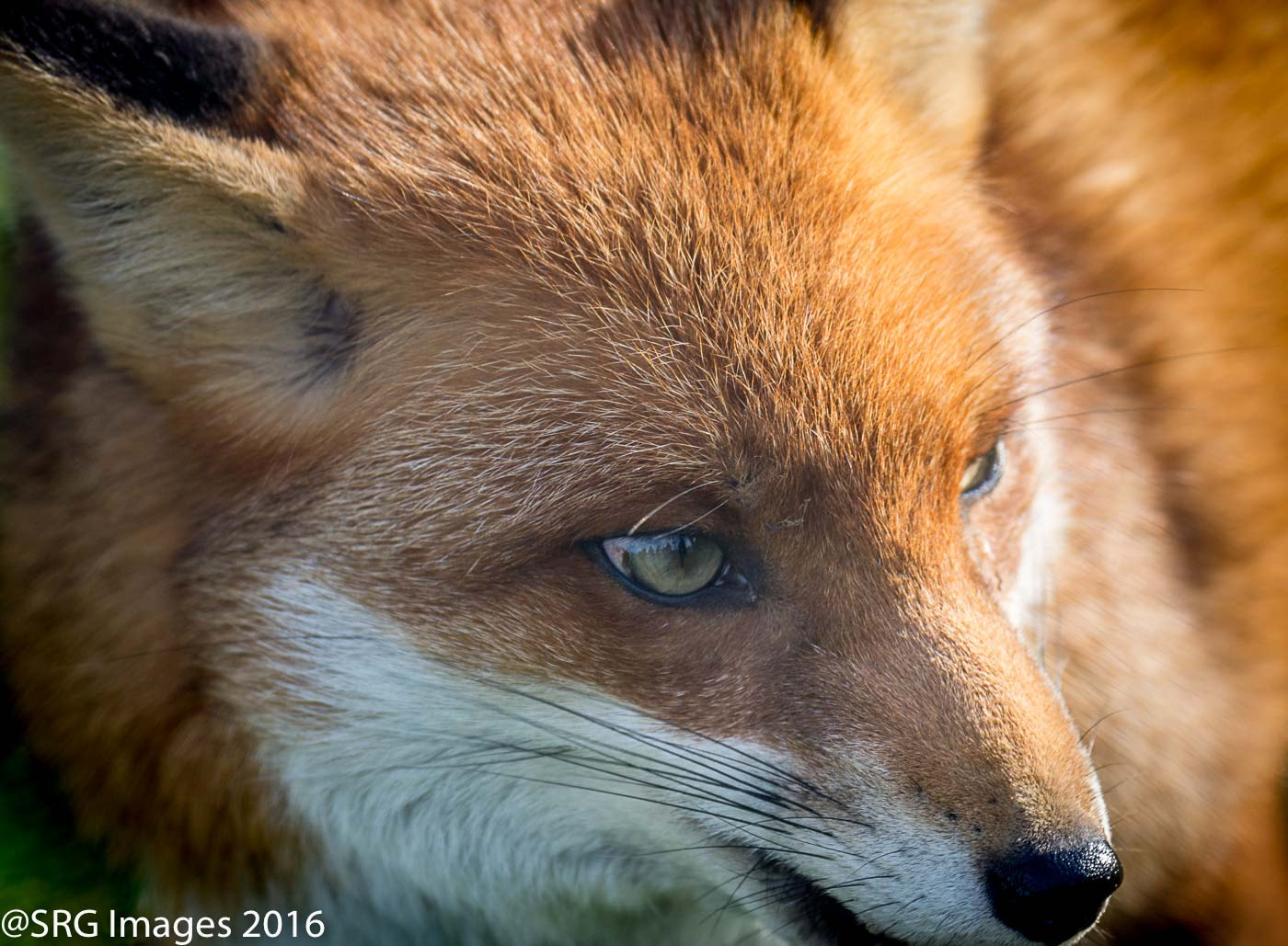 Nikon D7200 sample photo. Red fox - british wildlife centre photography