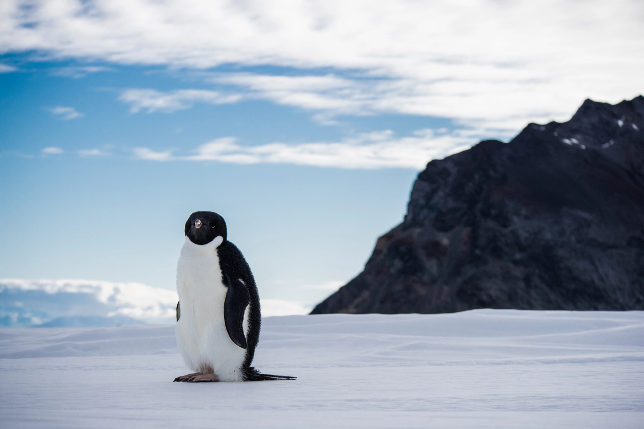 Canon EOS M3 sample photo. Penguin modeling. photography