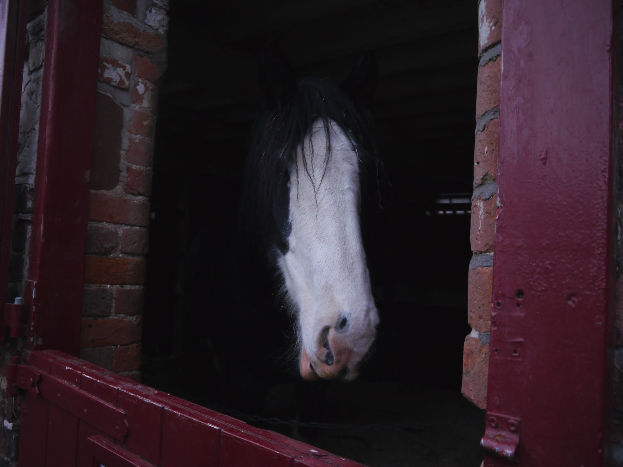 Panasonic Lumix DMC-GH2 sample photo. A shy horse photography