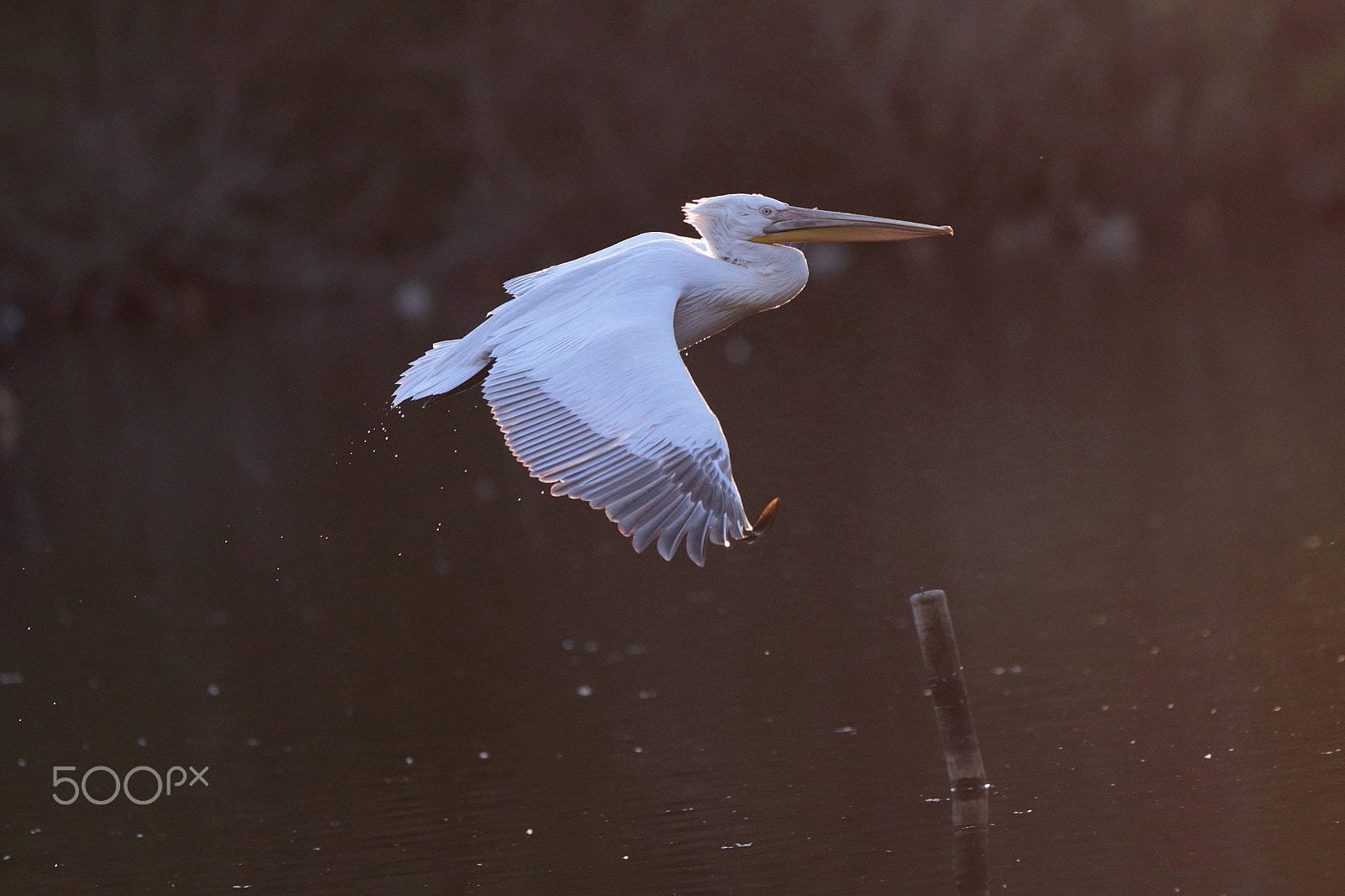 Canon EF 300mm F2.8L IS USM sample photo. Pelican photography