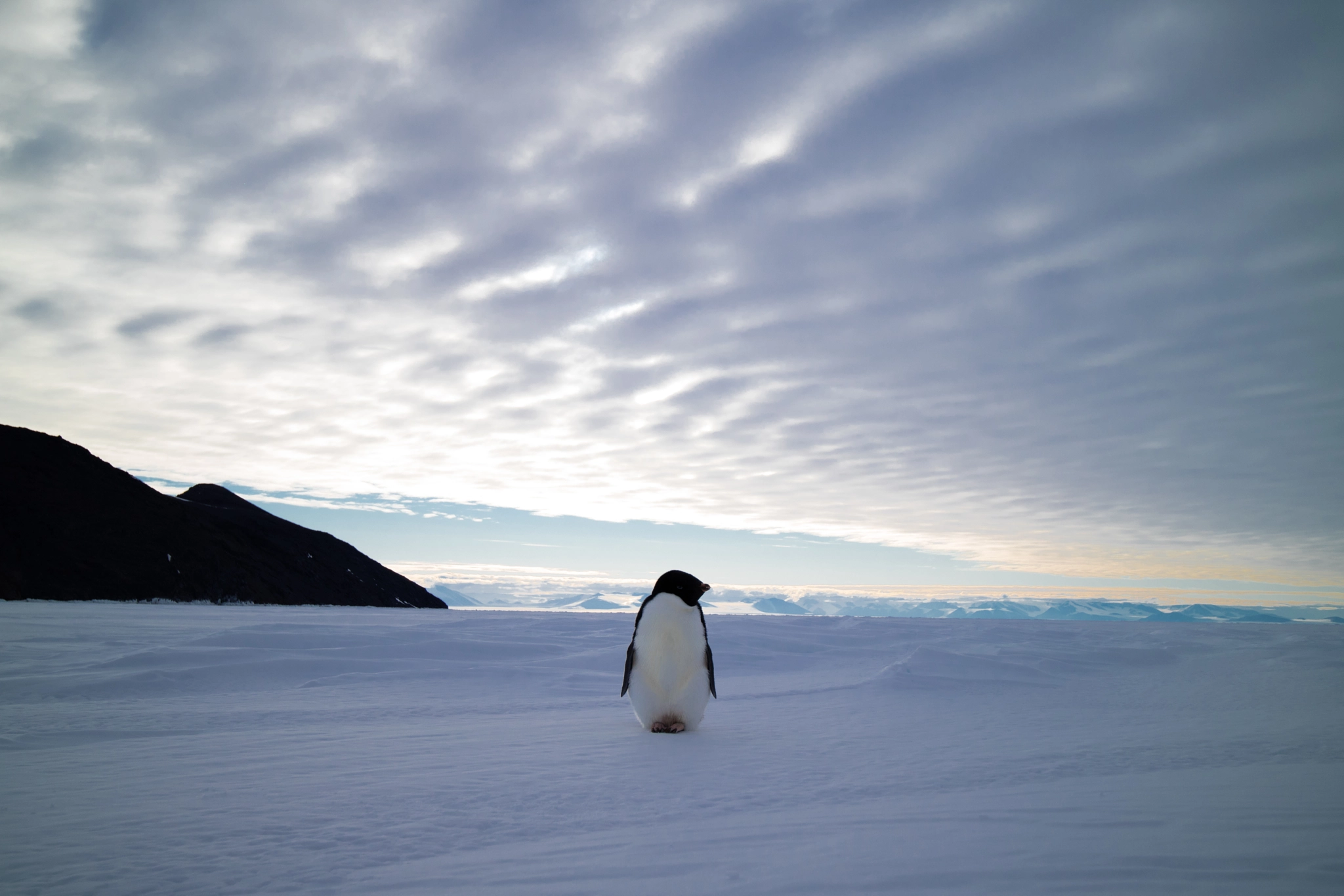 Canon EF-M 11-22mm F4-5.6 IS STM sample photo. Penguin contemplating about life. photography