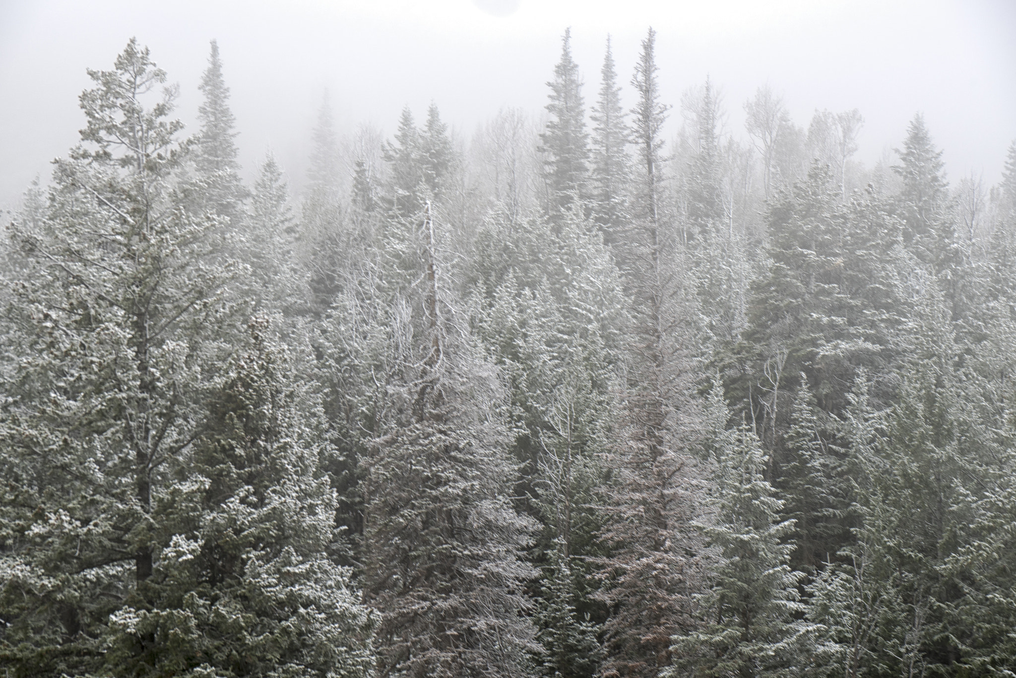 Sony a7R II sample photo. First snowfall in park city photography