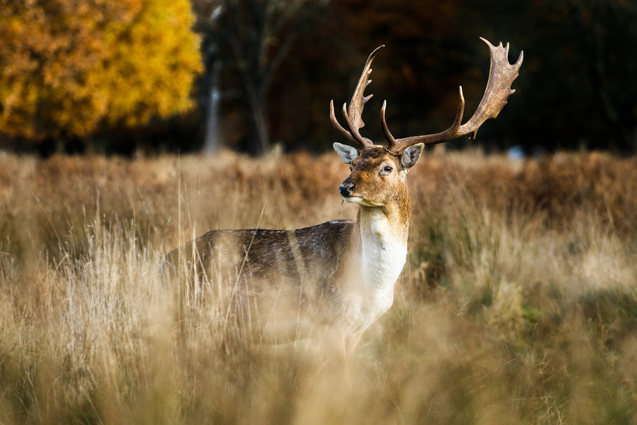 Canon EOS 80D + Canon EF 70-200mm F4L USM sample photo. King of the park photography