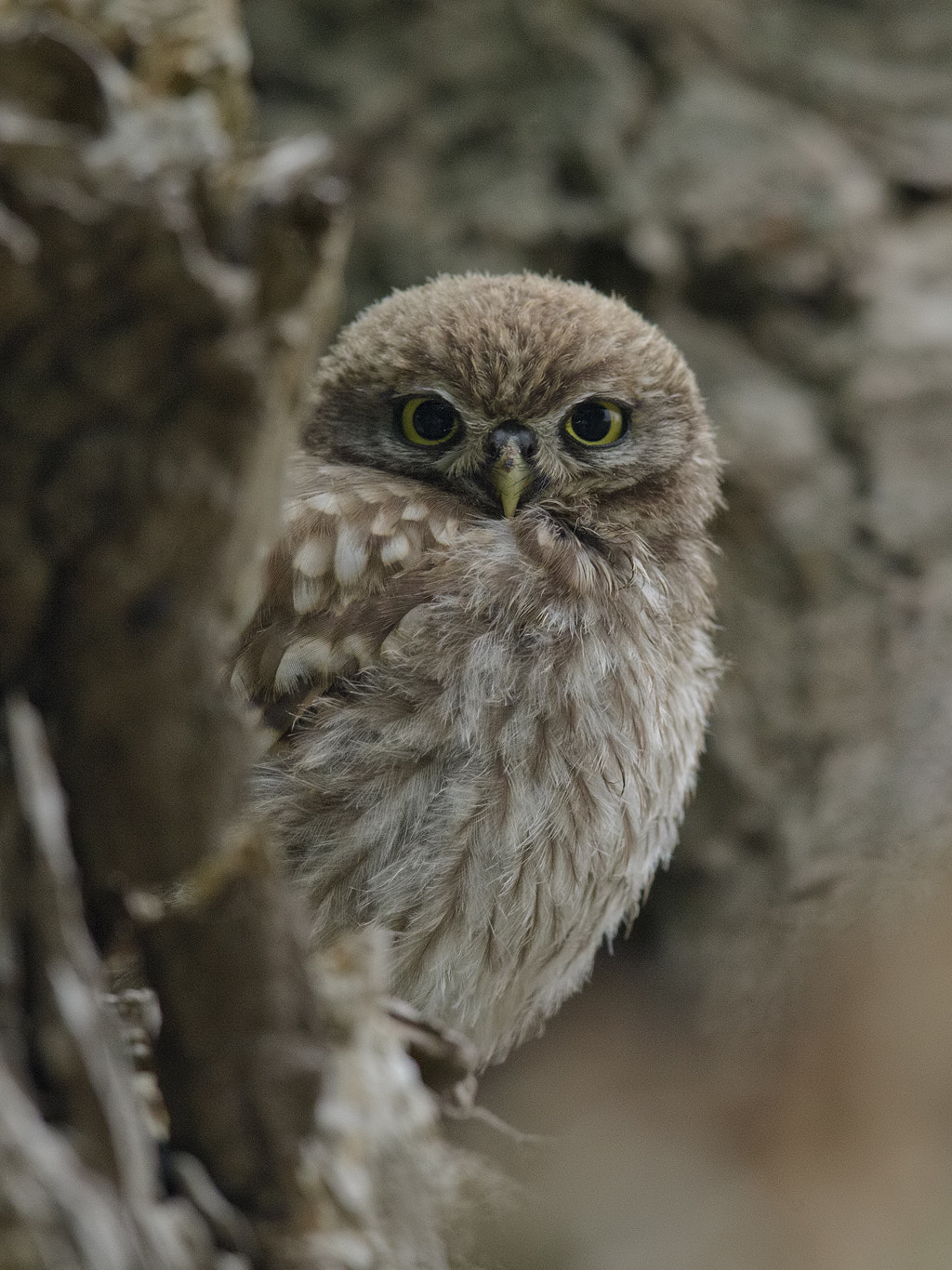 Canon EOS-1D X + Canon EF 600mm F4L IS II USM sample photo. Little owl,  chick photography