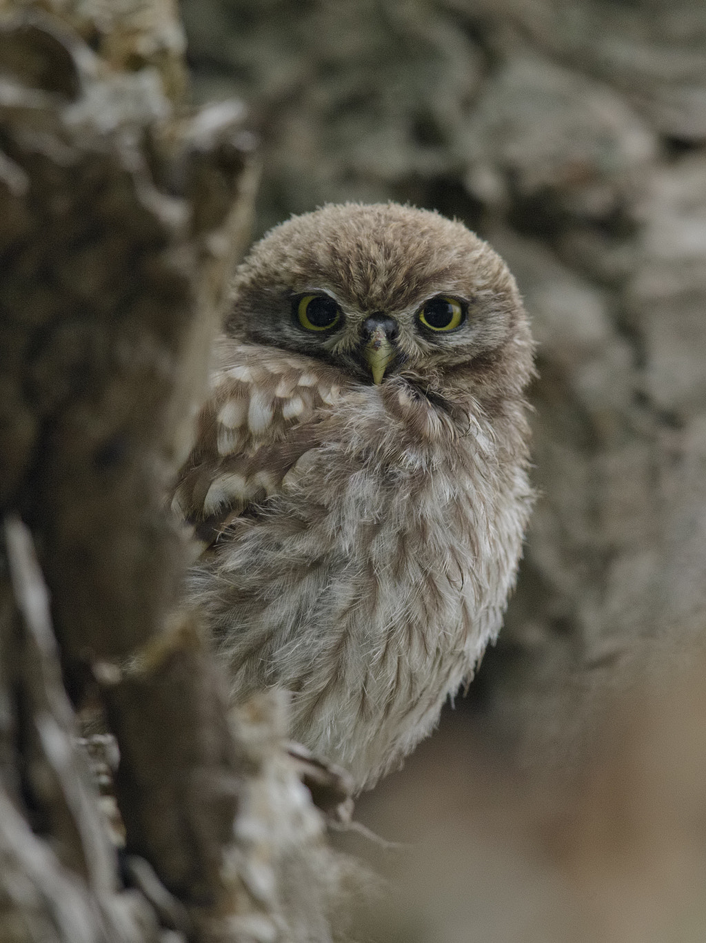 Canon EF 600mm F4L IS II USM sample photo. Little owl,  chick photography