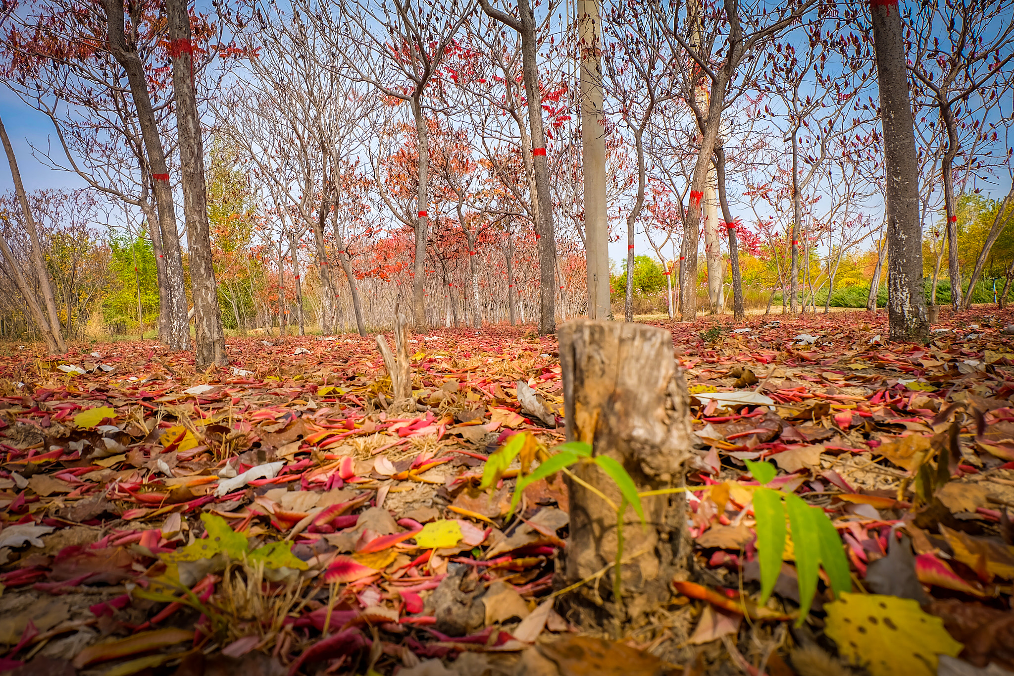 Fujifilm X-A1 sample photo. Fall photography