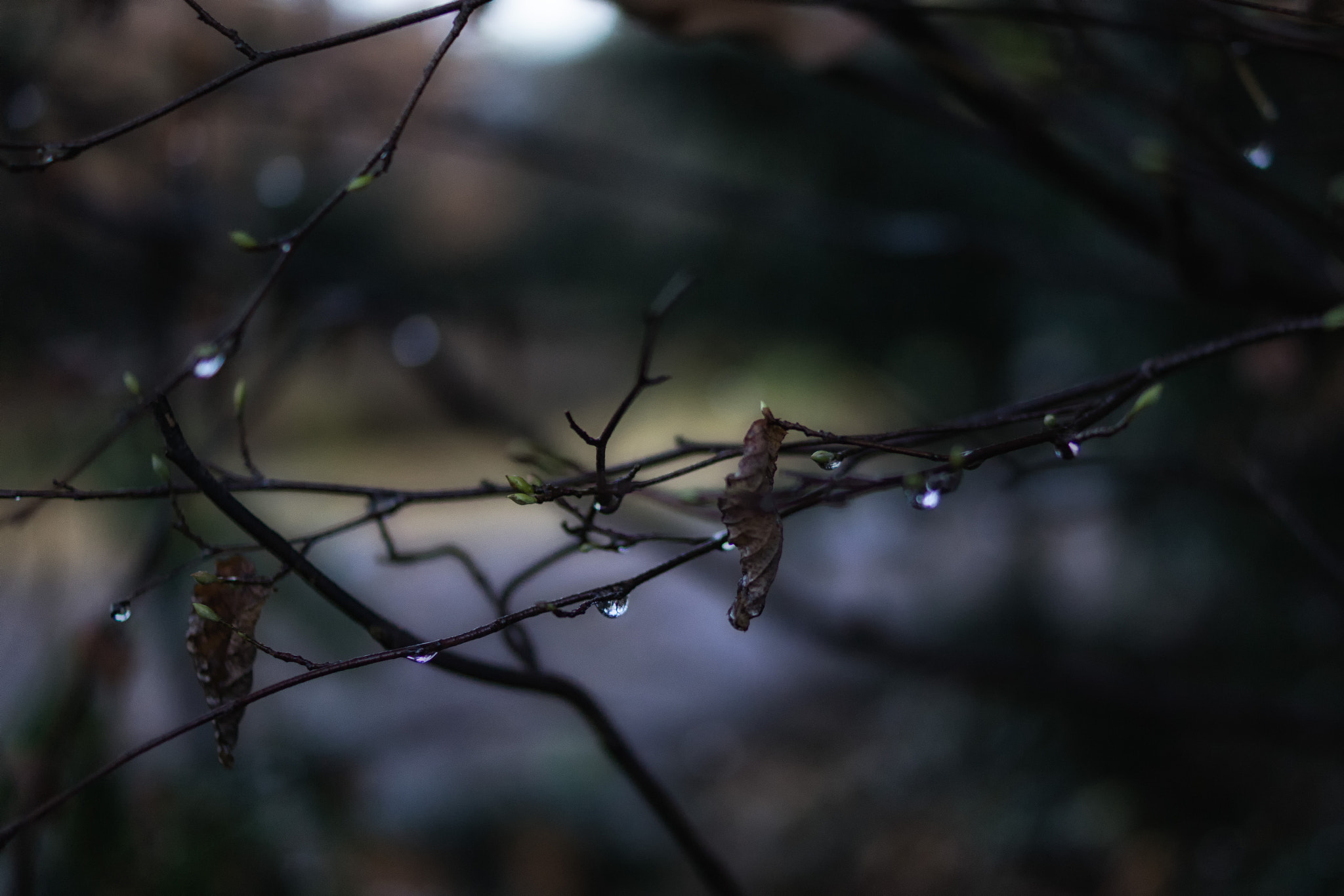 Sony SLT-A77 sample photo. Wet november morning photography