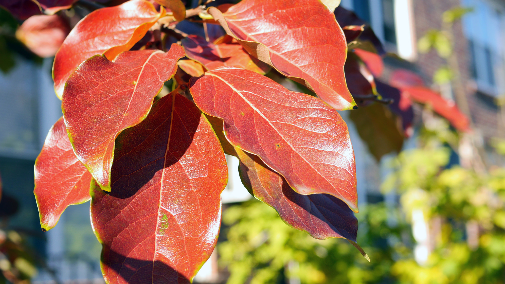 Panasonic Lumix DMC-GH3 + Panasonic Leica DG Summilux 25mm F1.4 II ASPH sample photo. Red leaves in our street photography