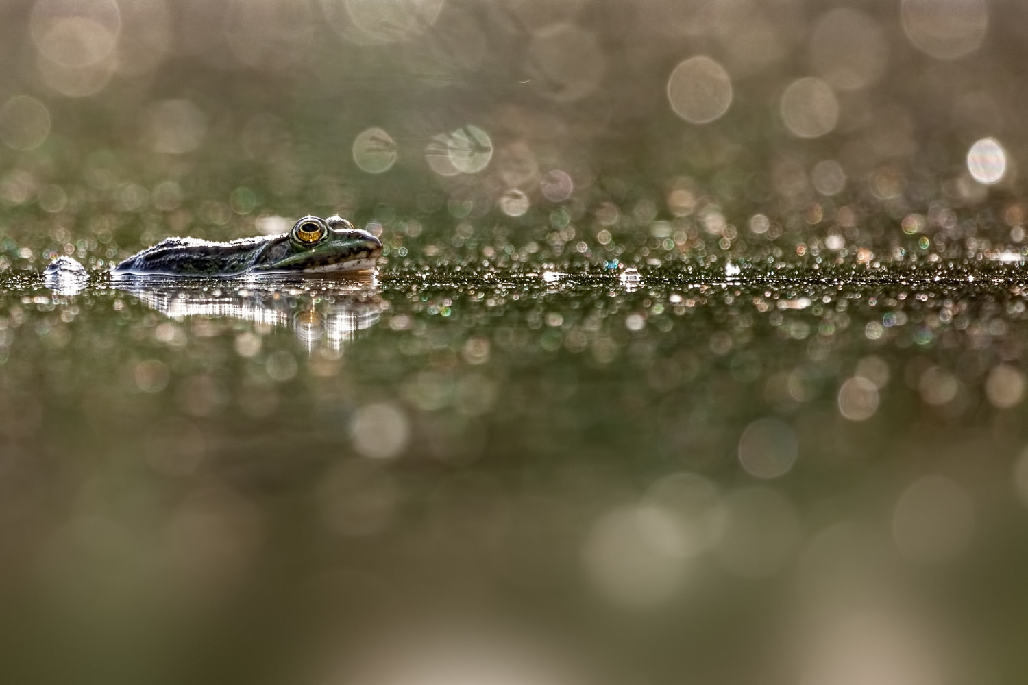 Canon EF 100-400mm F4.5-5.6L IS USM sample photo. On the lurk photography