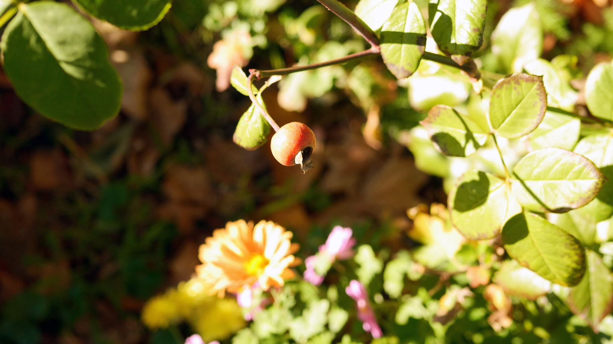 Panasonic Lumix DMC-GH3 + Panasonic Leica DG Summilux 25mm F1.4 II ASPH sample photo. Fall garden photography