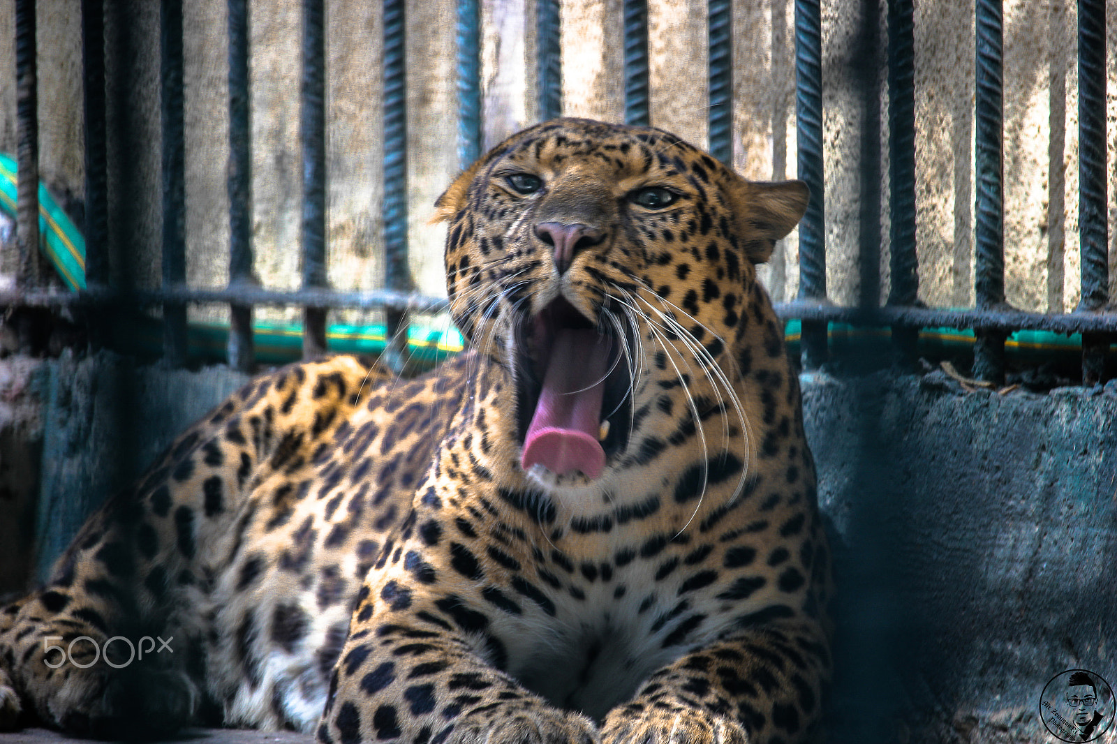 Canon EF-S 55-250mm F4-5.6 IS STM sample photo. Jaguar photography