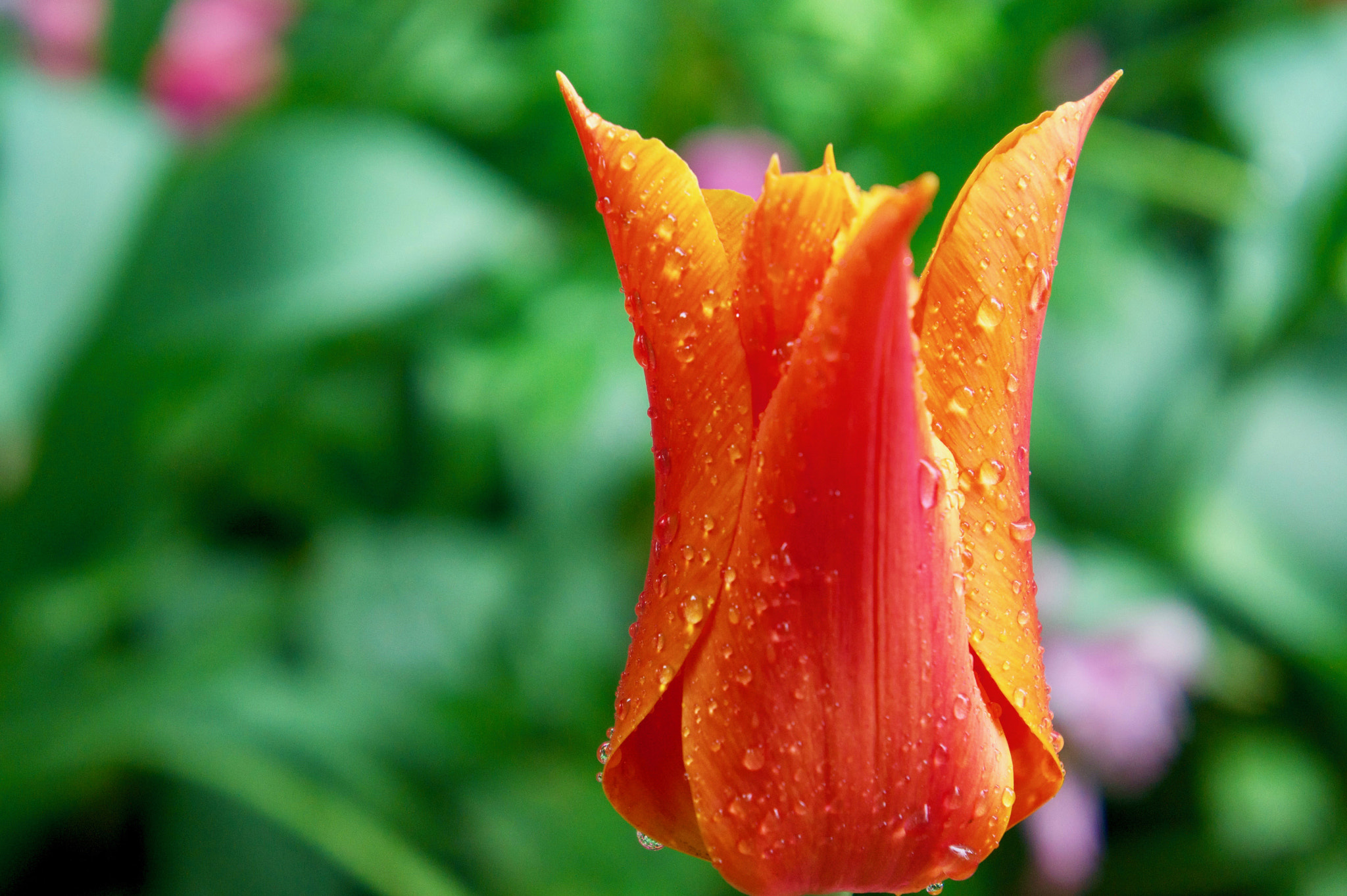 Sony Alpha NEX-5 sample photo. Orange tulip photography