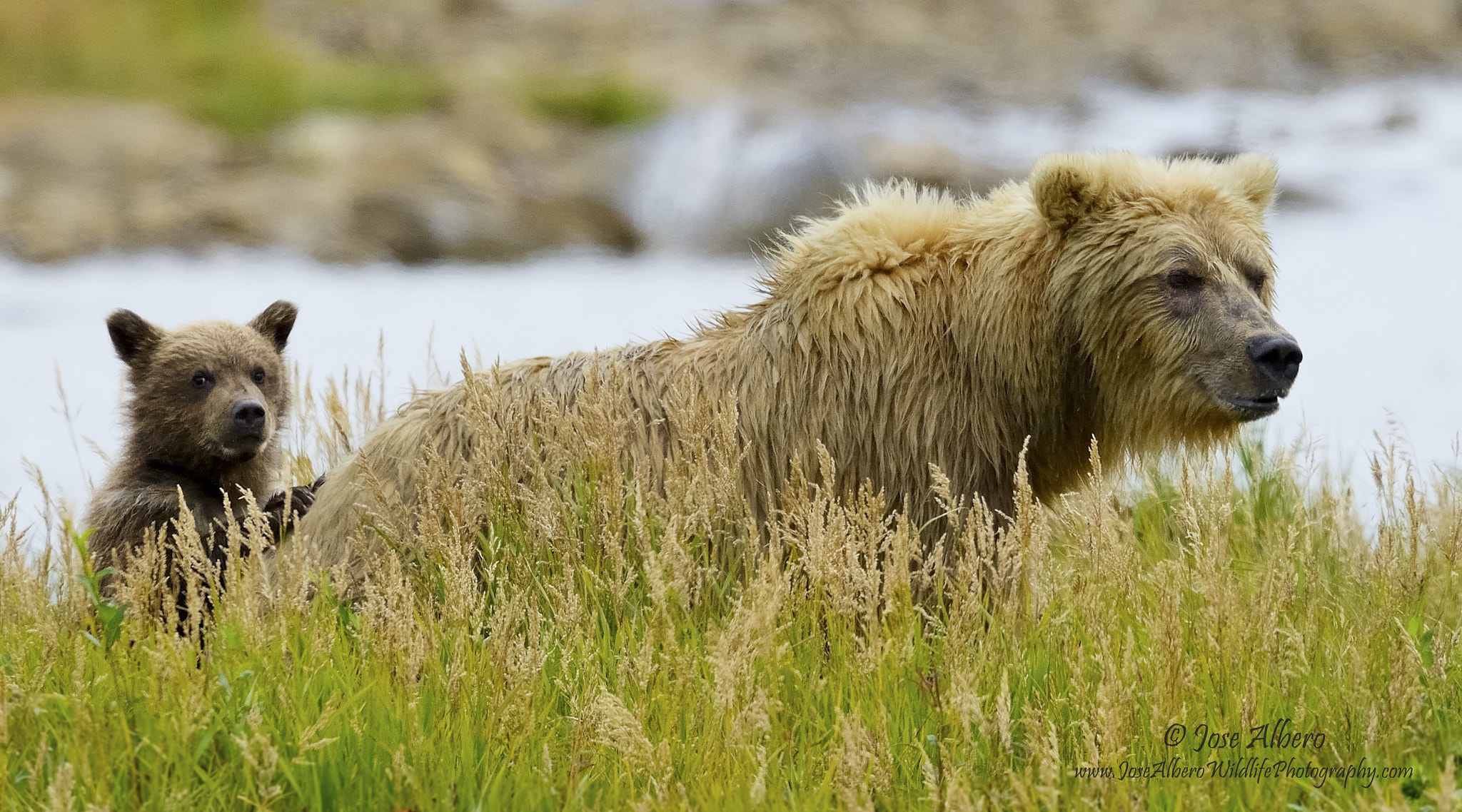 Nikon AF-S Nikkor 500mm F4D ED-IF II sample photo. Sow and cub photography