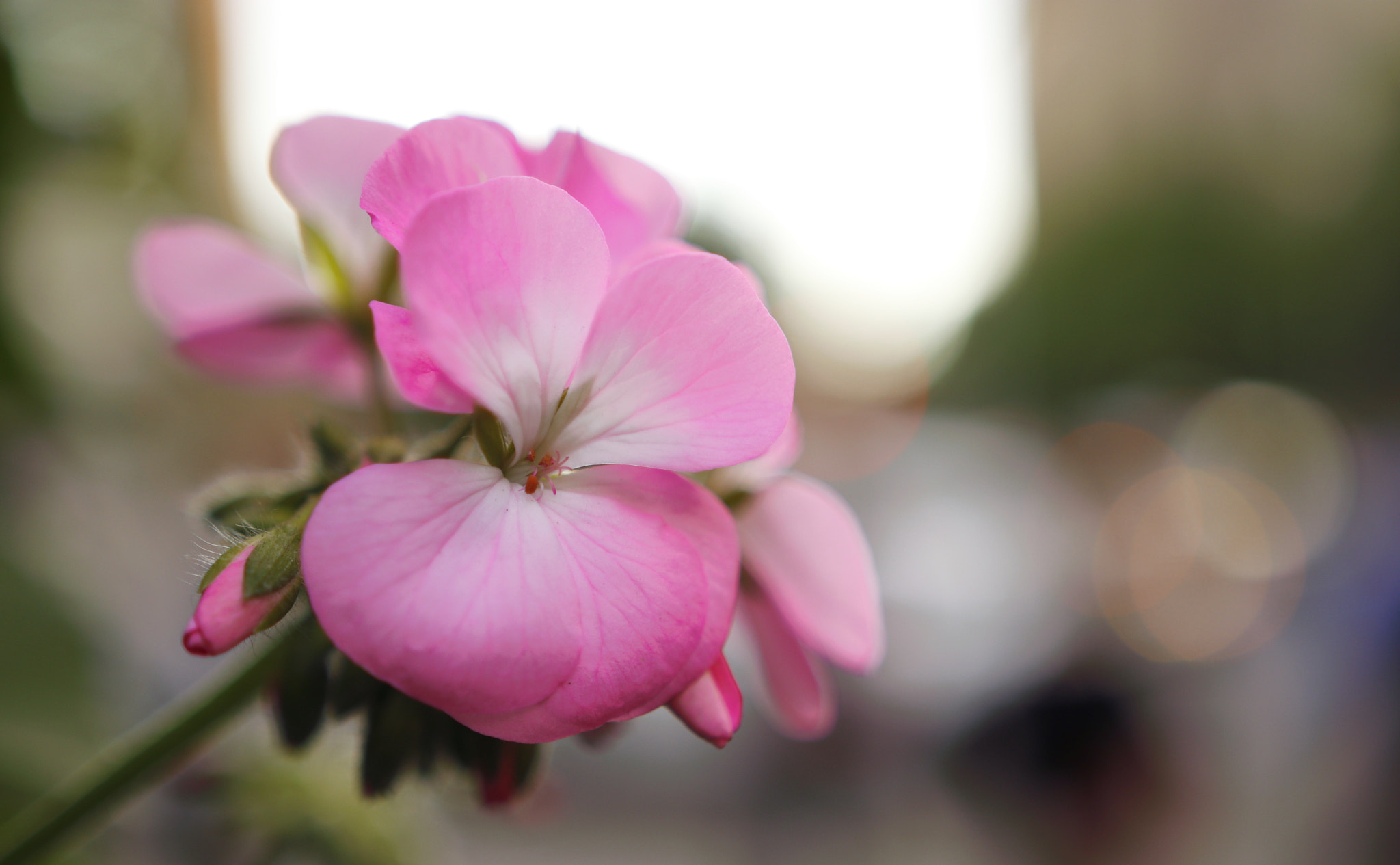 Canon 18-35mm sample photo. Flower photography
