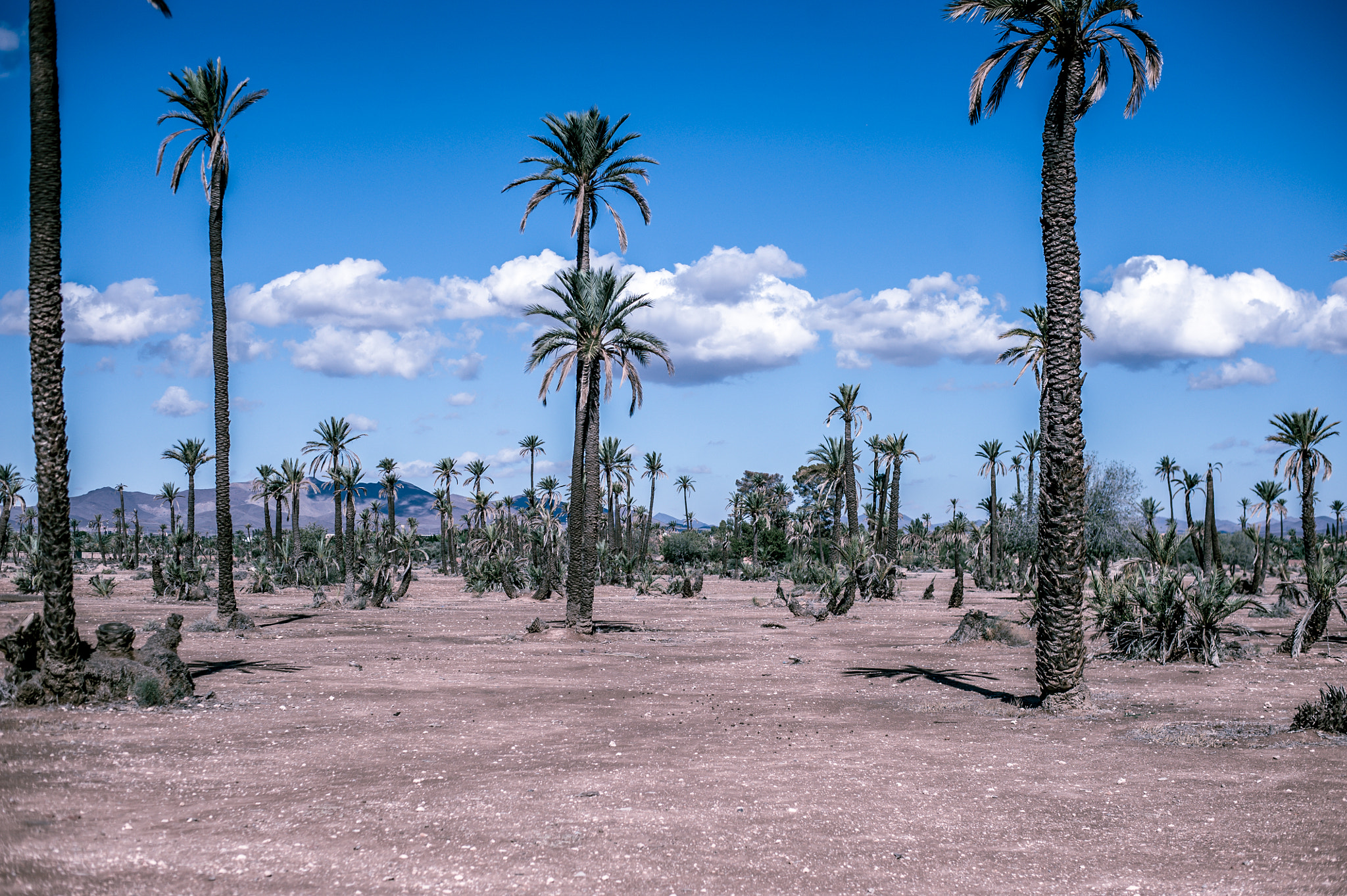 Nikon D3 sample photo. Desert life photography