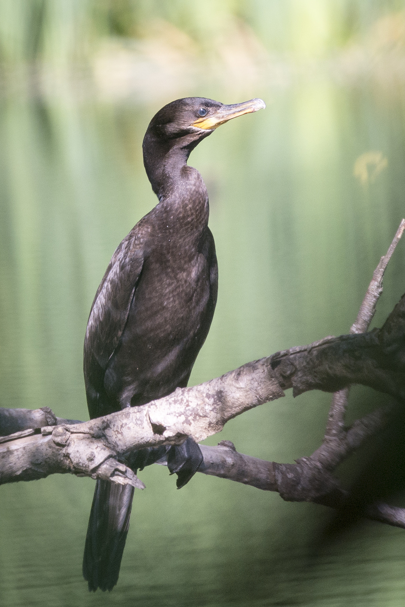 Sigma 150-600mm F5-6.3 DG OS HSM | C sample photo. Crazy widow photography