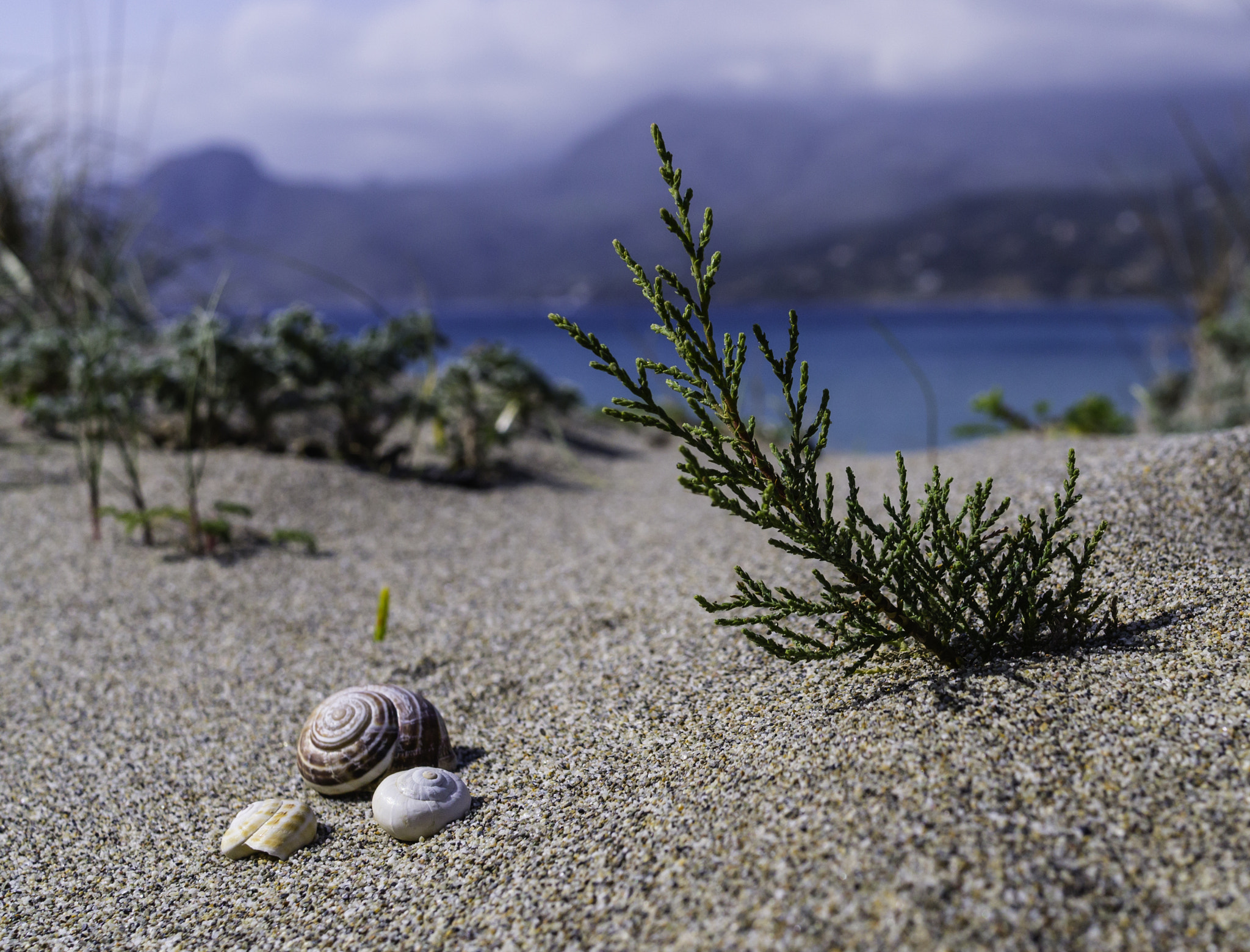 Panasonic Lumix DMC-G3 + Panasonic Lumix G 20mm F1.7 ASPH sample photo. Little snail shells... photography