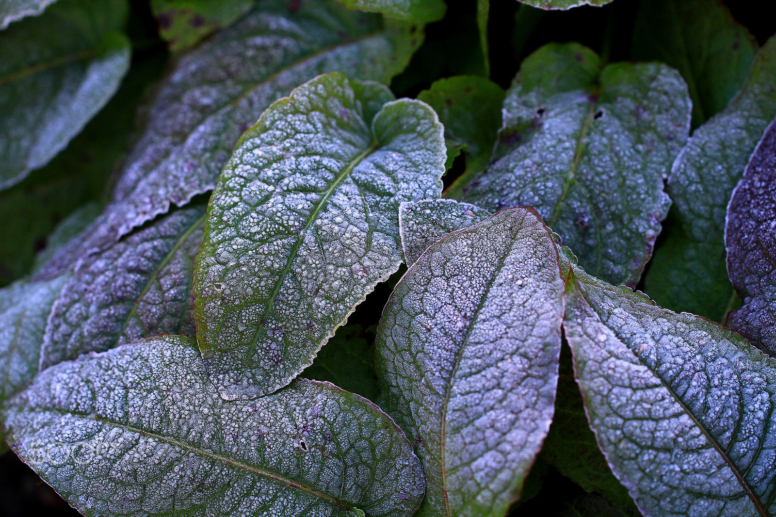 Canon EF 100mm F2.8L Macro IS USM sample photo. Silvery photography