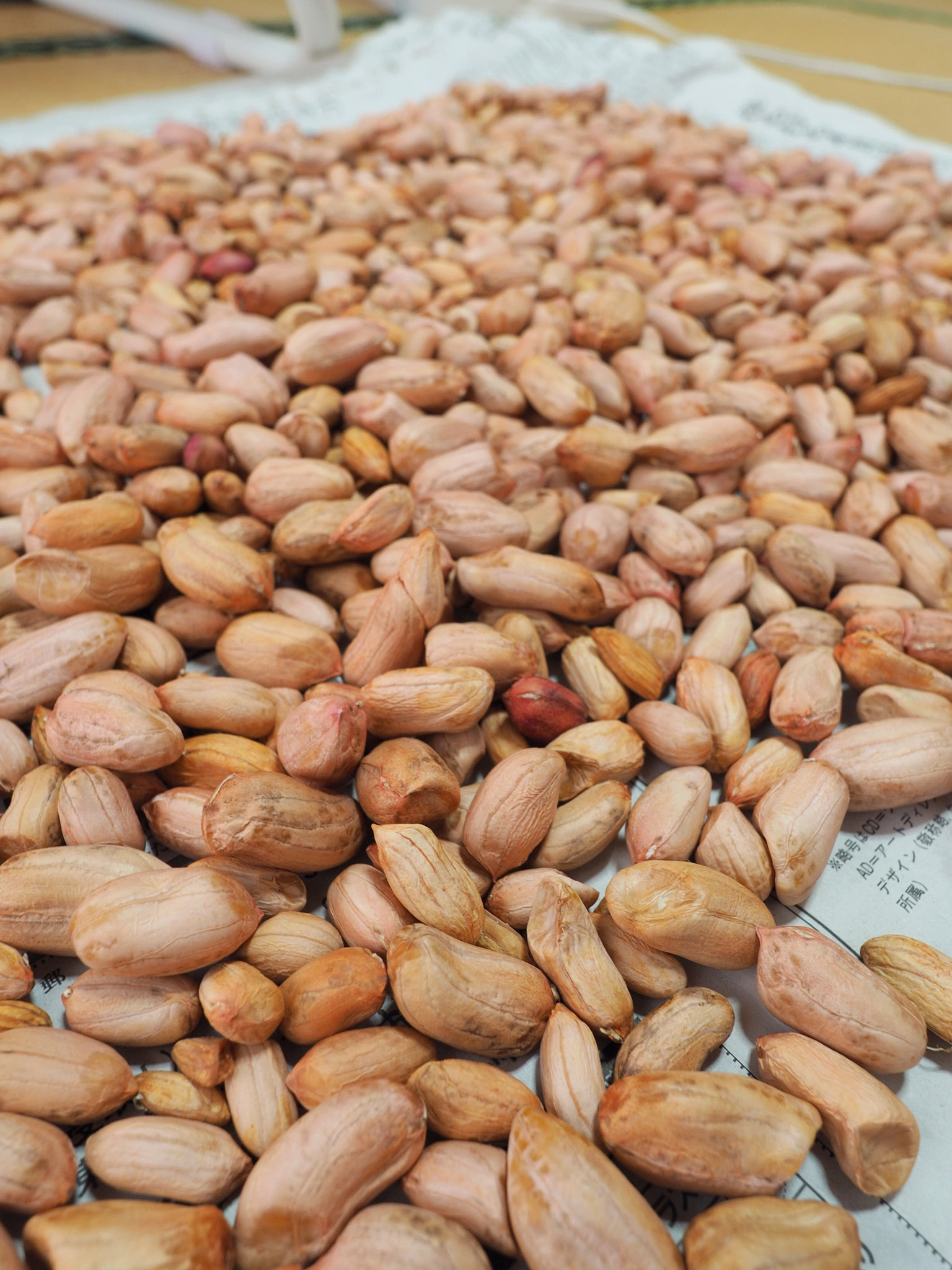 Olympus OM-D E-M10 II sample photo. 落花生乾かし中 (peanut during drying) photography