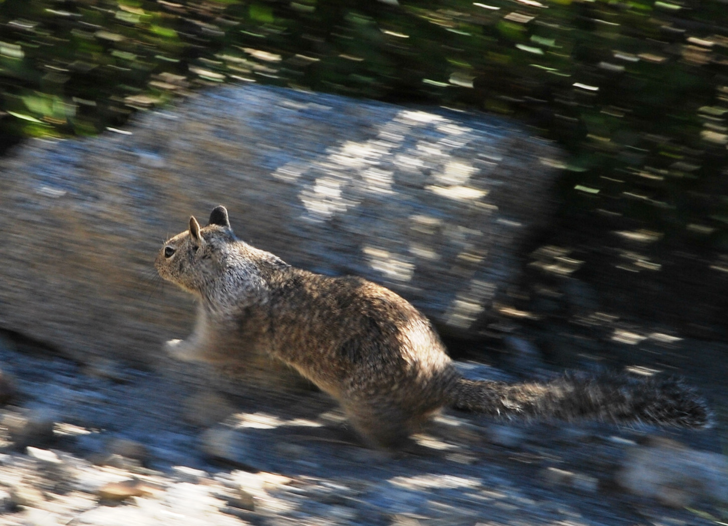 Nikon D60 sample photo. Ground squirrel photography