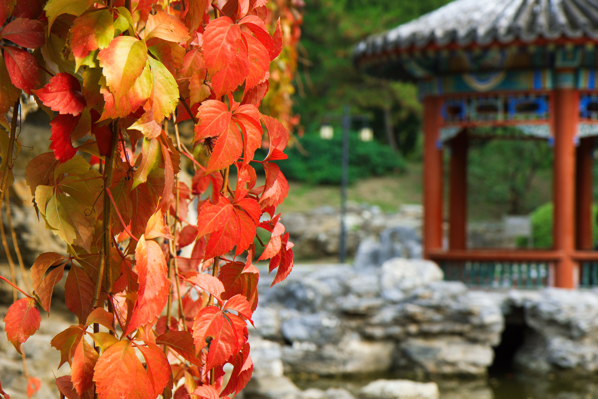 Sony a6000 sample photo. Red maple leaves in late autumn photography