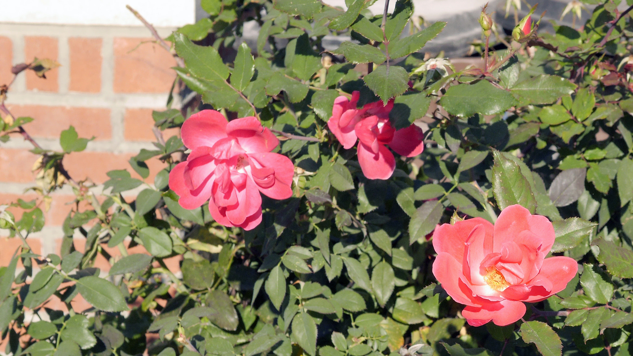 Panasonic Lumix DMC-GH3 + Panasonic Leica DG Summilux 25mm F1.4 II ASPH sample photo. Roses photography