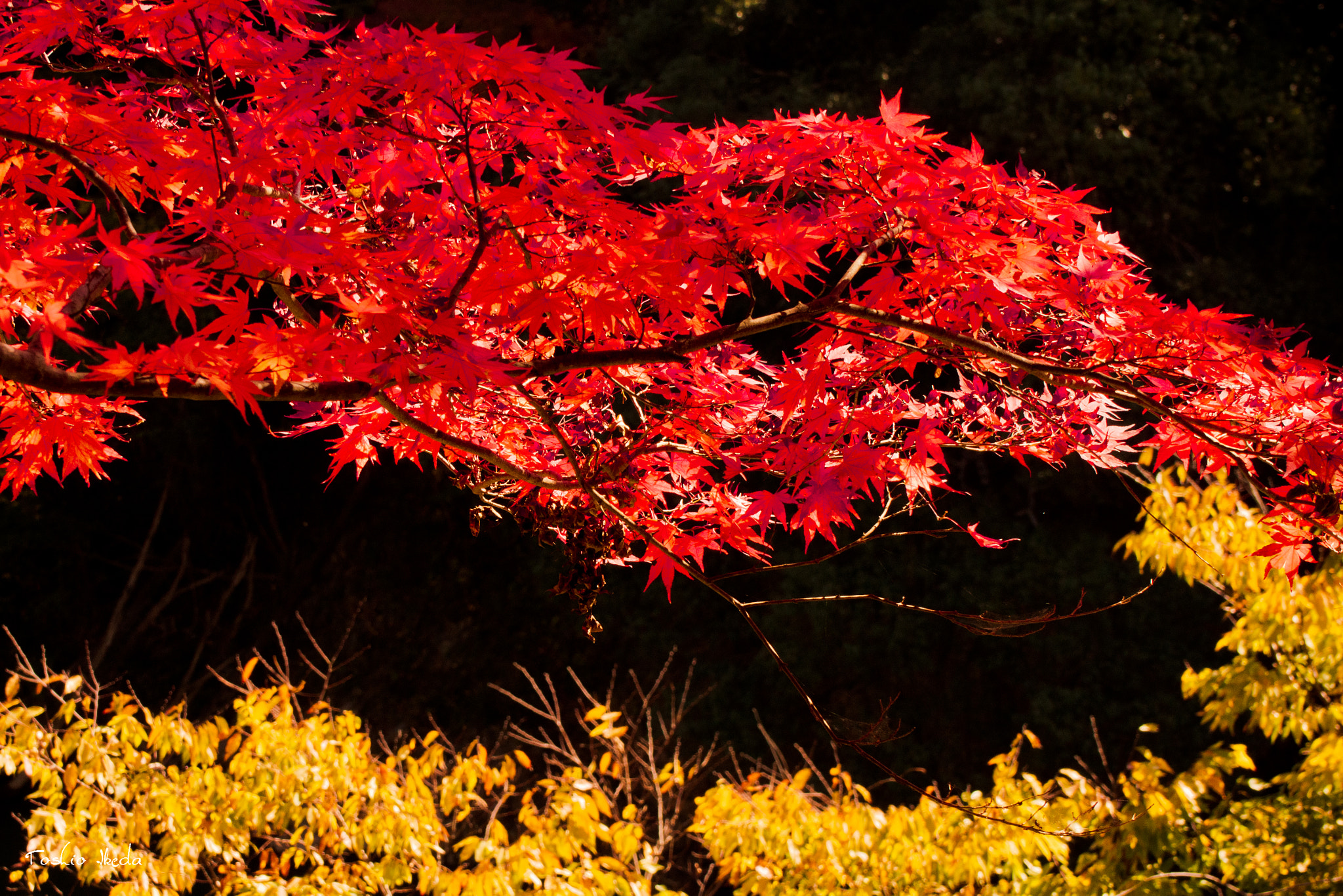 Sony SLT-A77 sample photo. Autumn leaves photography