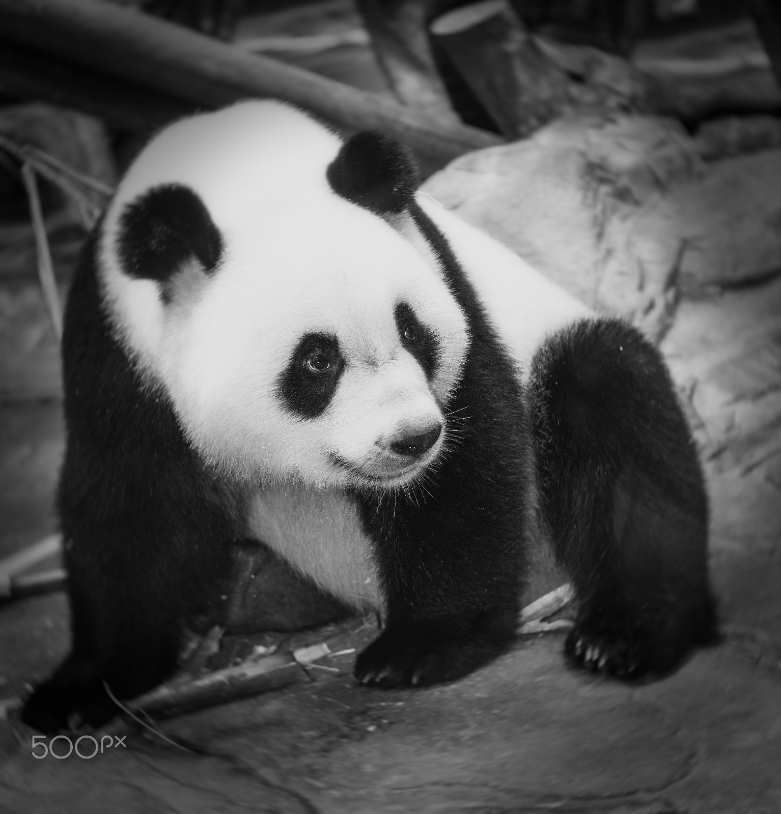 Sony a7R + Sony FE 70-200mm F4 G OSS sample photo. Lovely panda photography