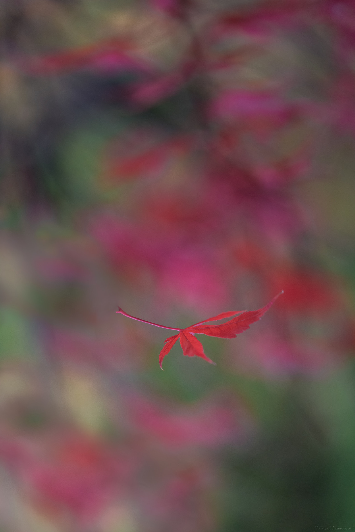 Sigma 105mm F2.8 EX DG OS HSM sample photo. Falling beauty photography