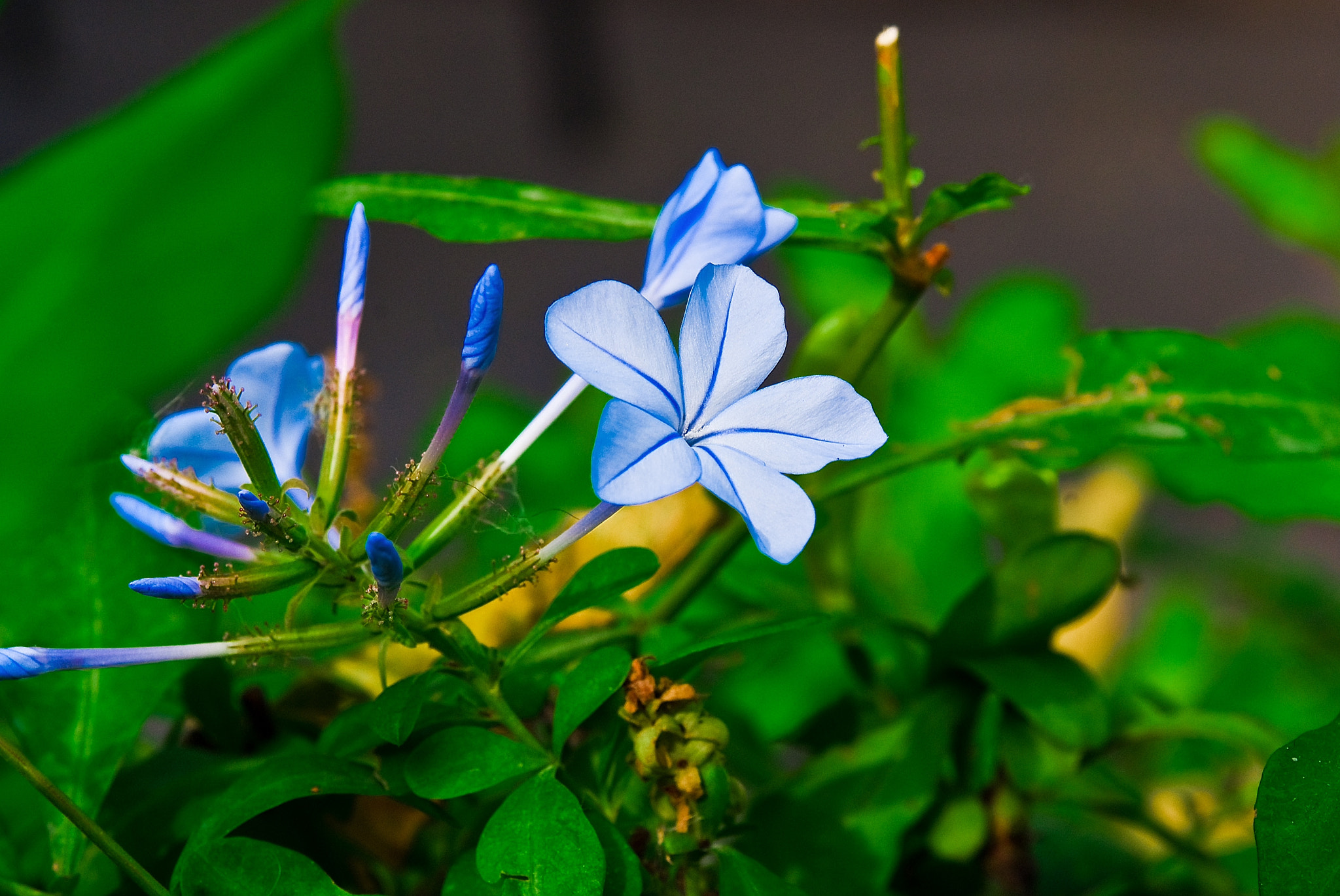 Minolta AF 35-105mm F3.5-4.5 sample photo. Blue in green photography