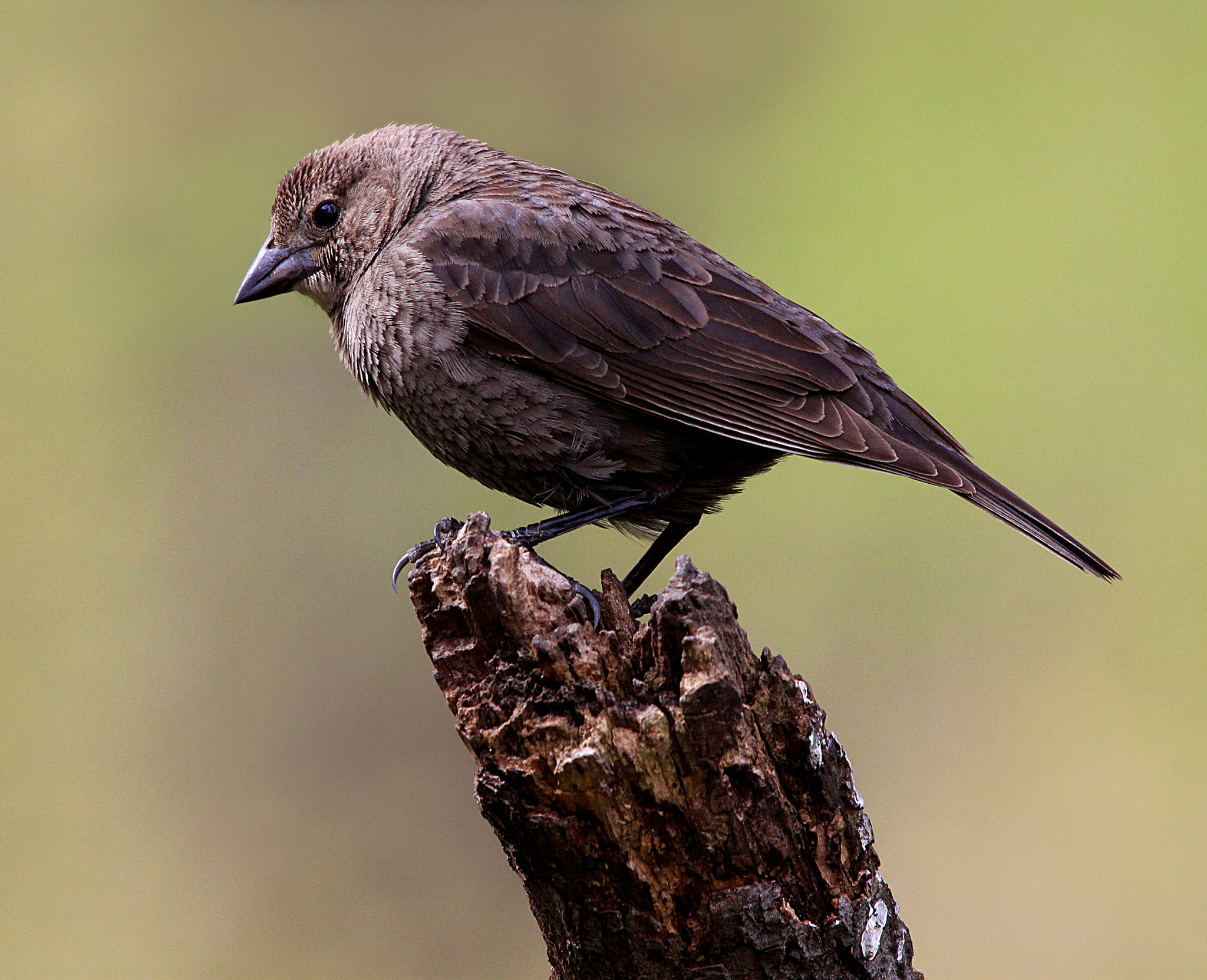 Sigma 150-500mm F5-6.3 DG OS HSM sample photo. Female cowbird photography