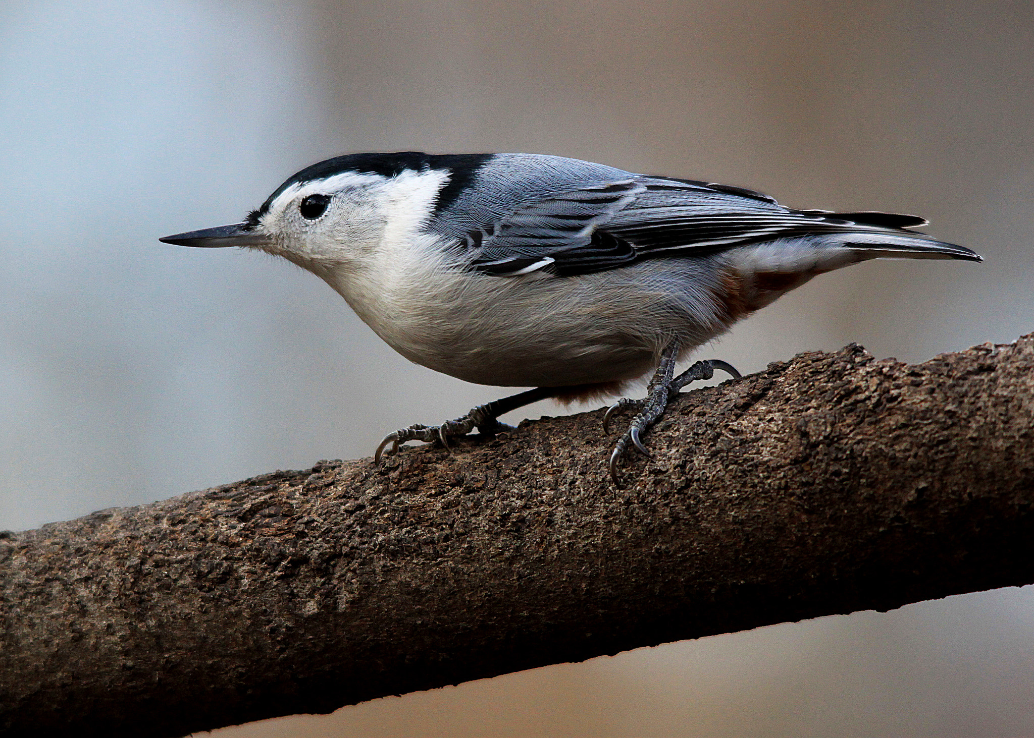 Canon EOS 500D (EOS Rebel T1i / EOS Kiss X3) sample photo. Nuthatch photography